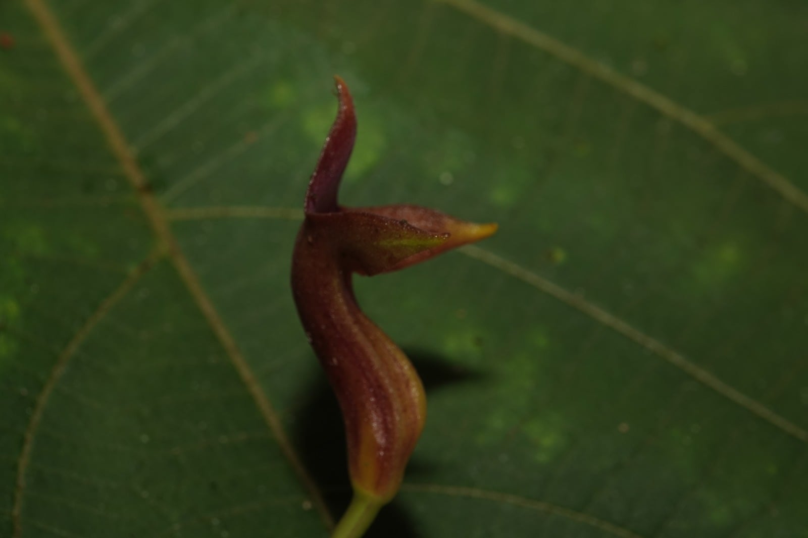 Masdevallia sp 5. La Honda.