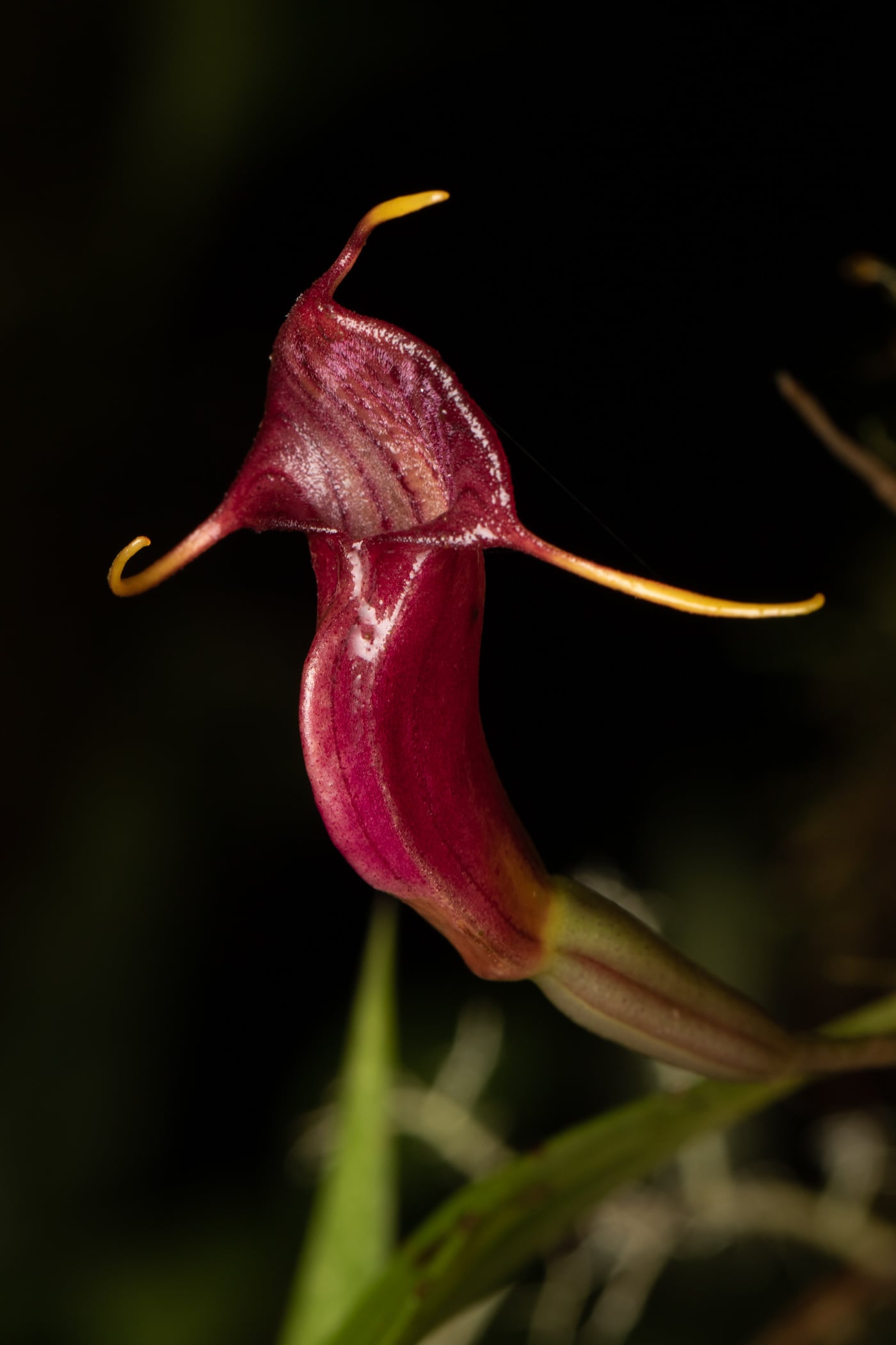 *Masdevallia ventricularia*, La Honda, 2025.