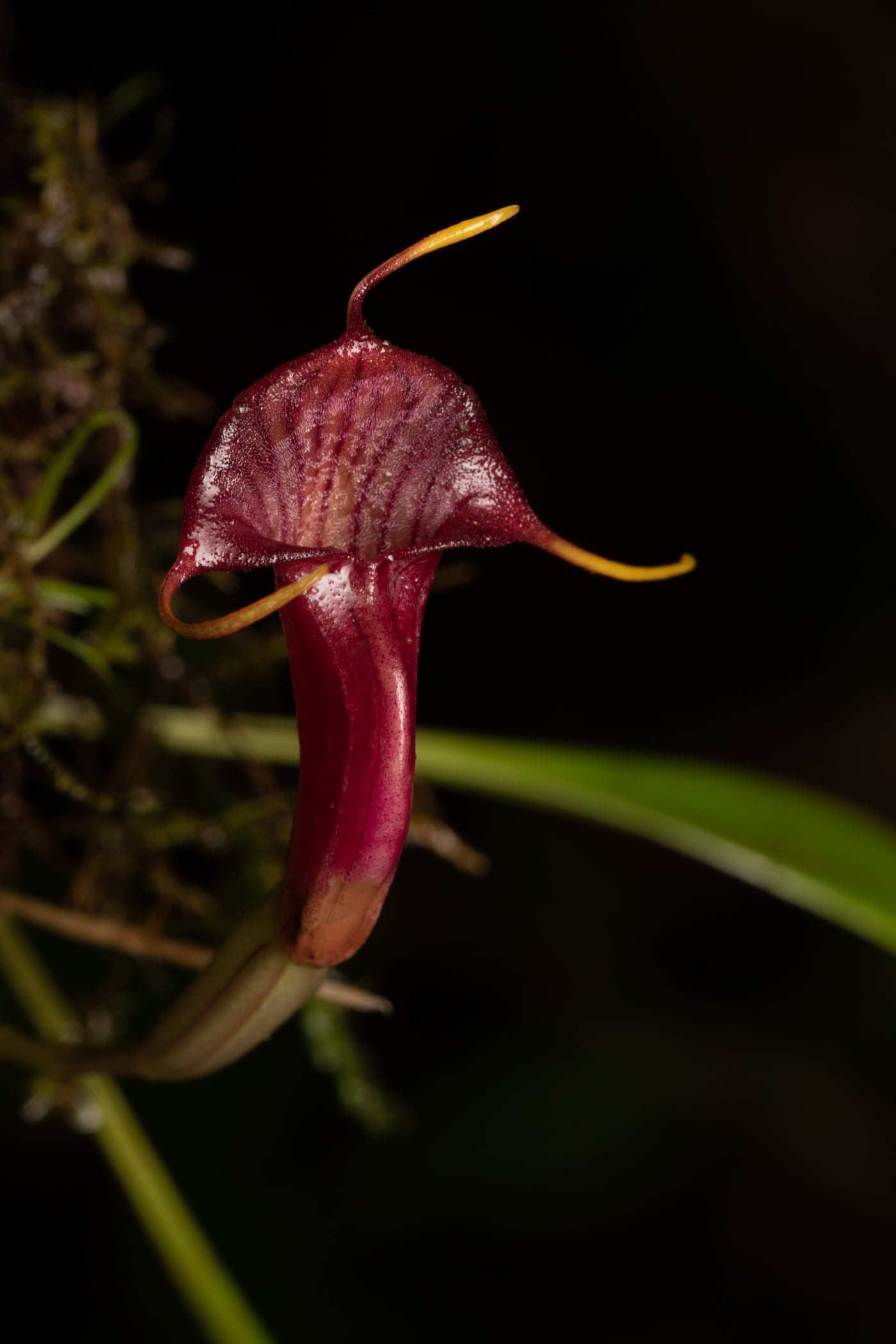 *Masdevallia ventricularia*, La Honda, 2025.