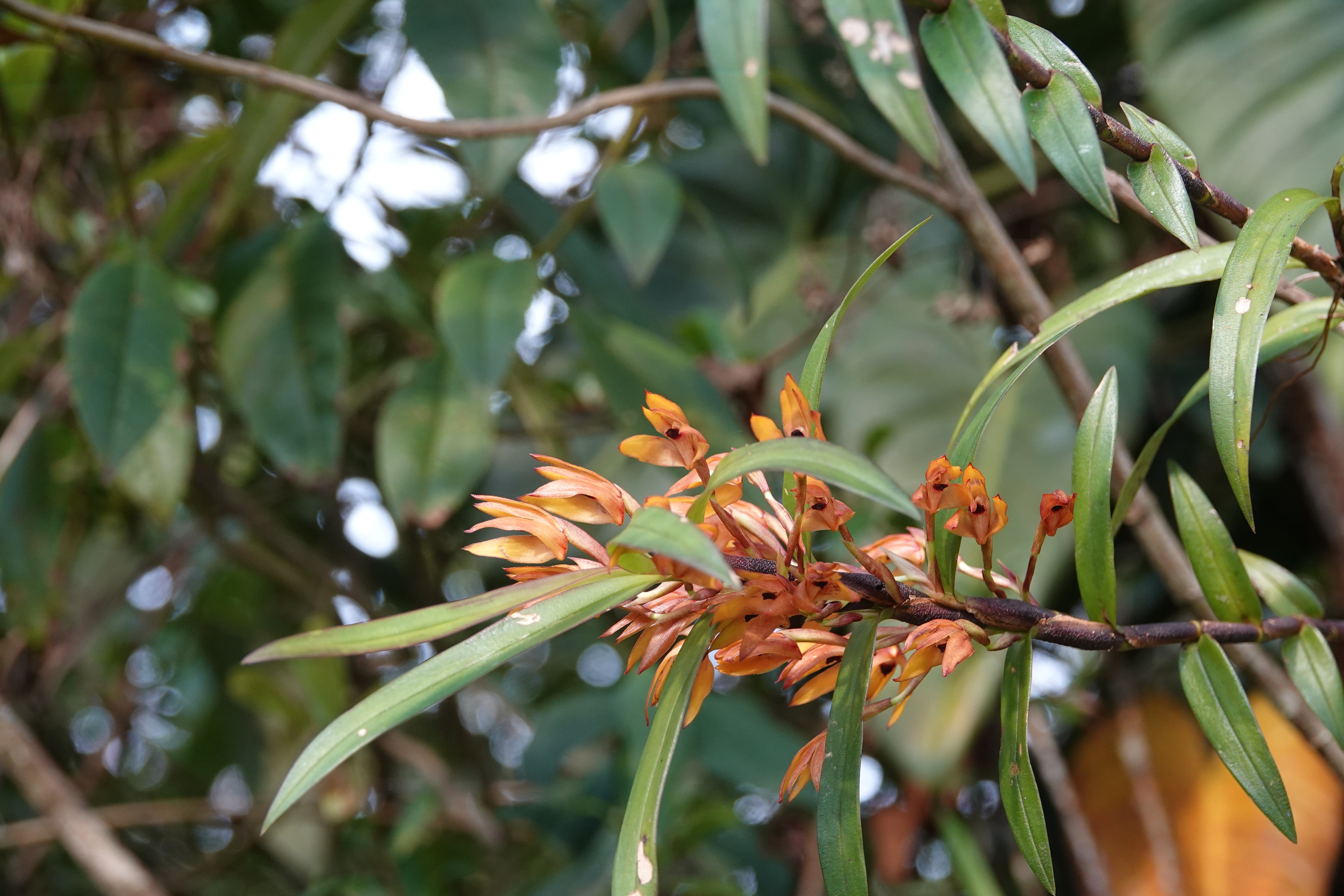 Maxillaria sp 1