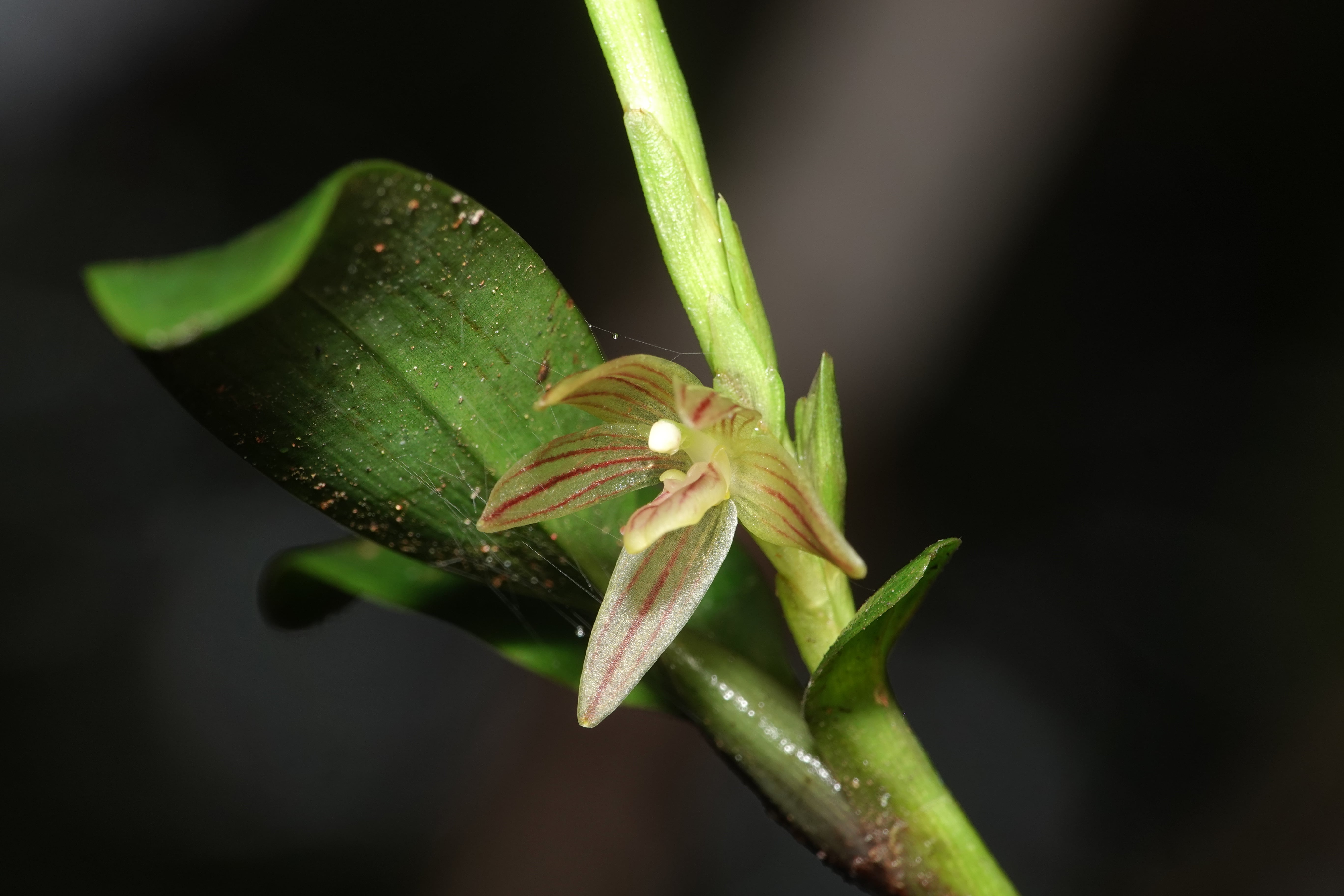 Maxillaria sp 10