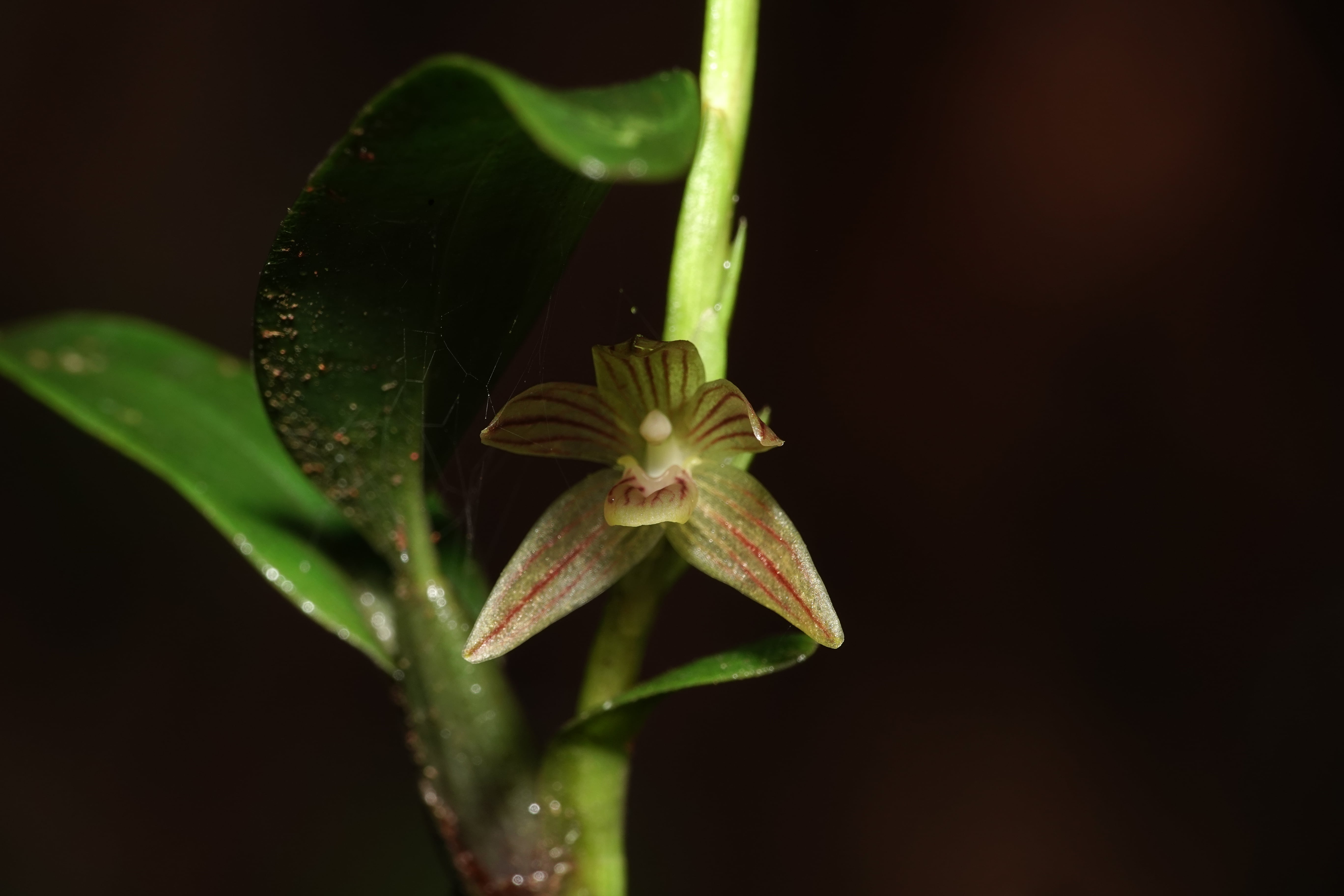 *Maxillaria sp 10*. La Honda.