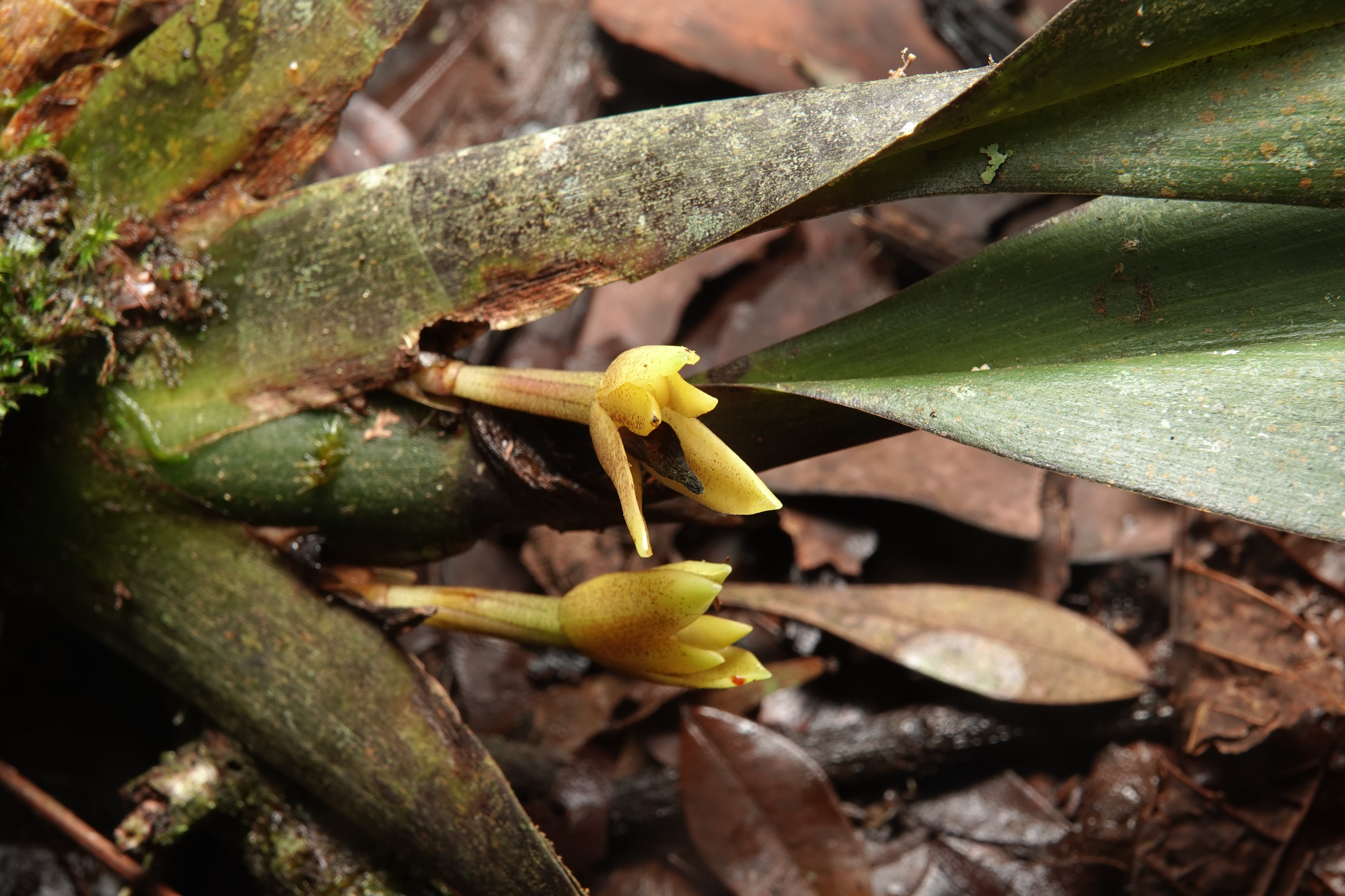 Maxillaria sp 11