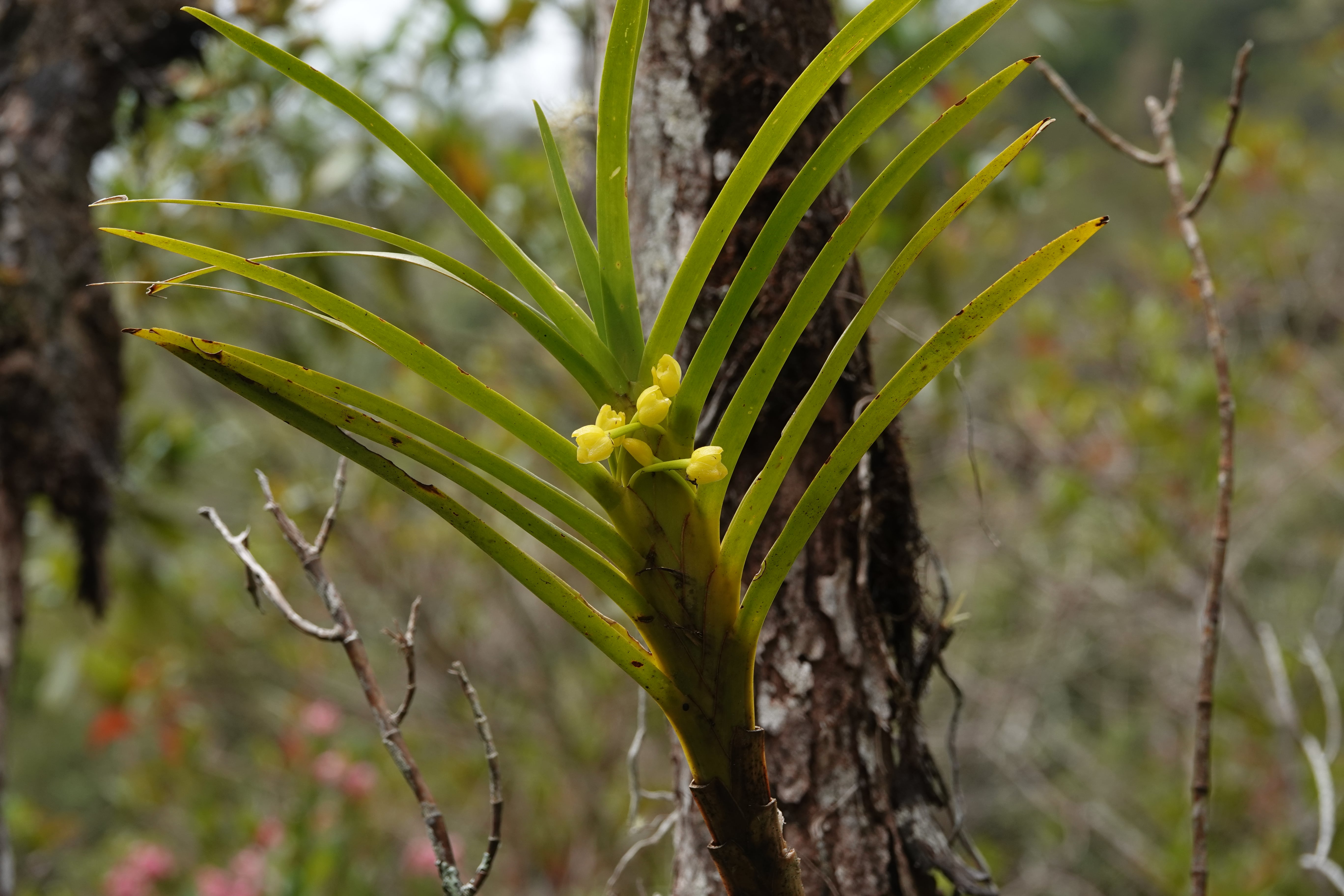 Maxillaria sp 12