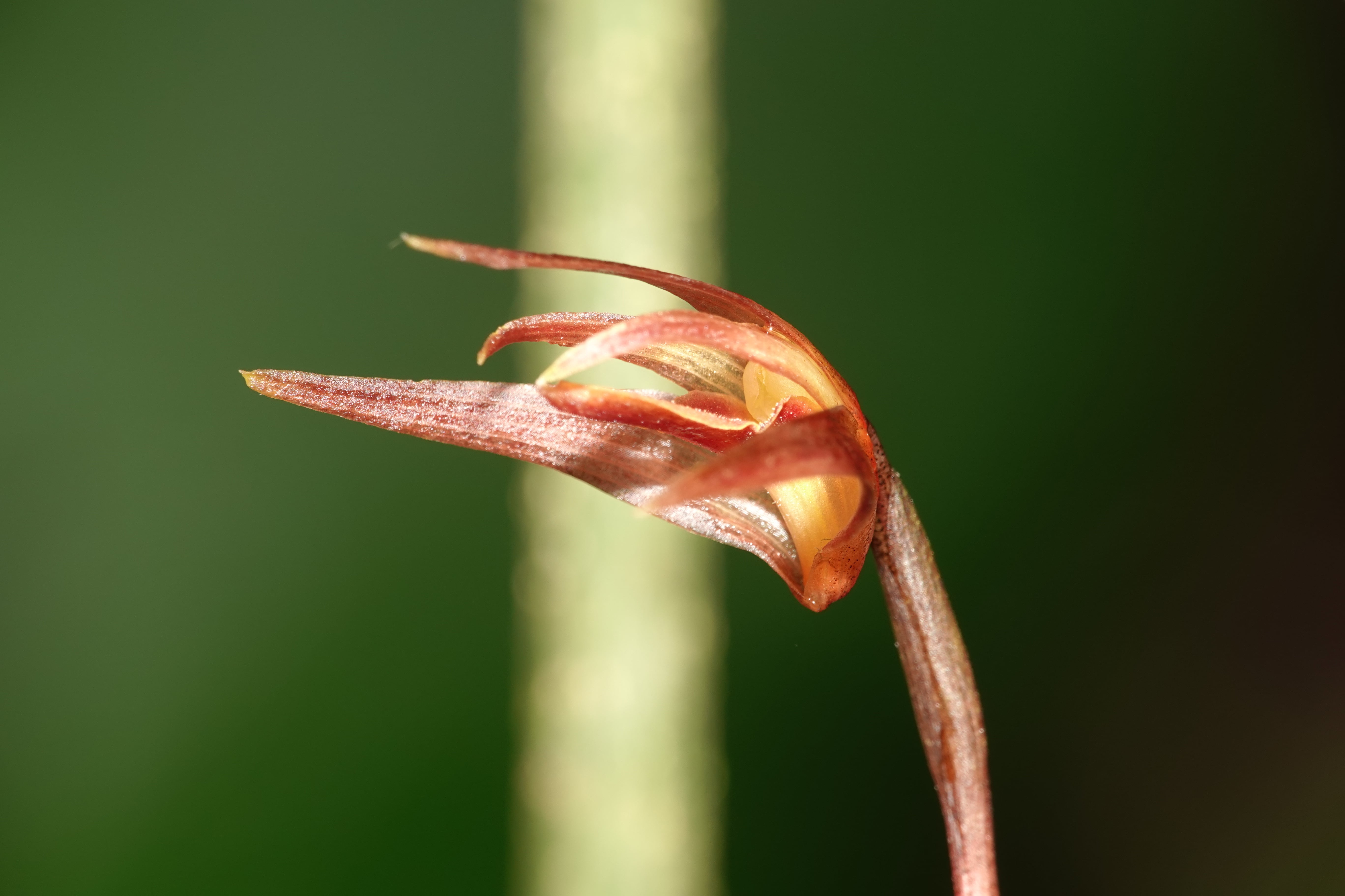 Maxillaria sp 13. La Honda.