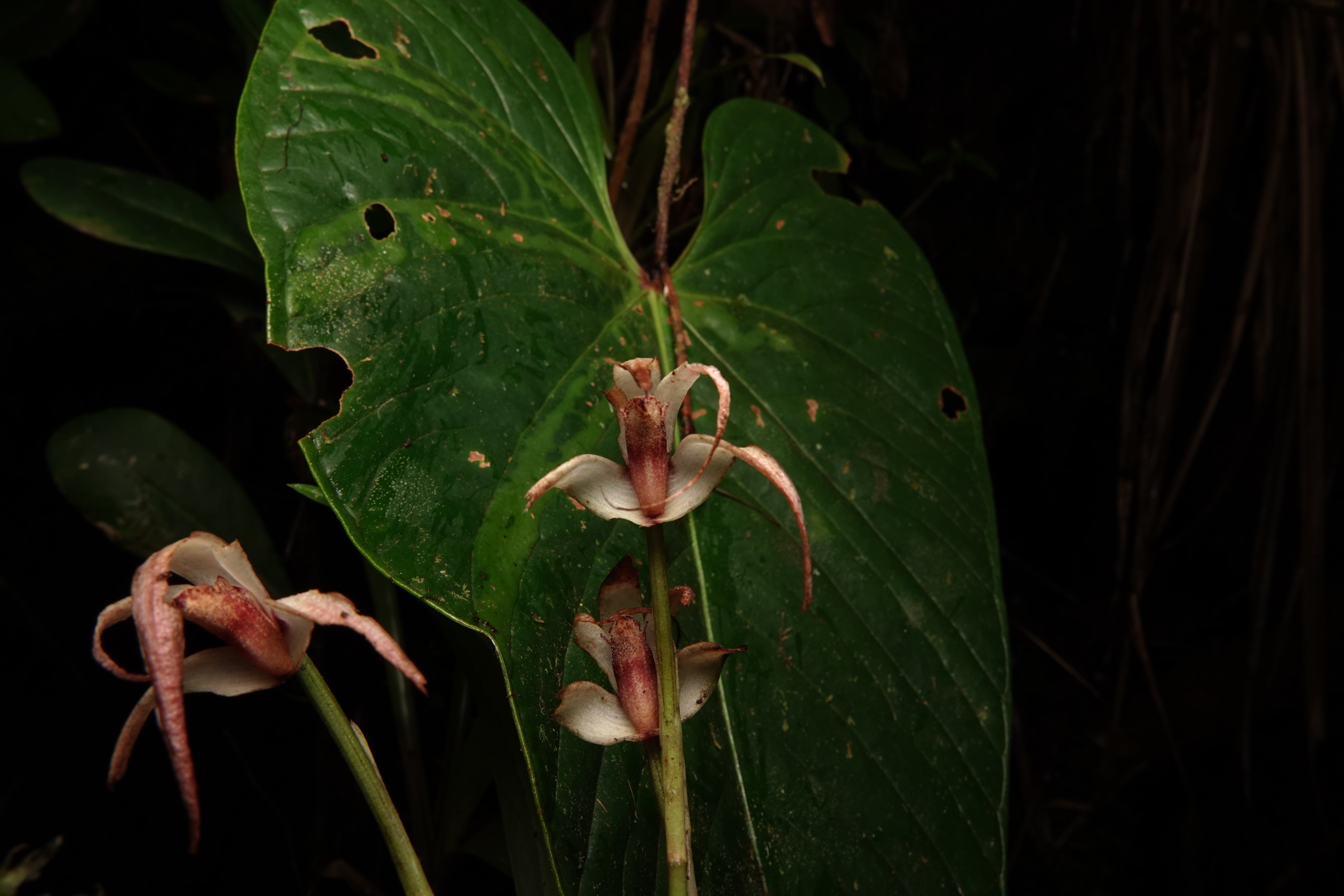 Maxillaria sp 14