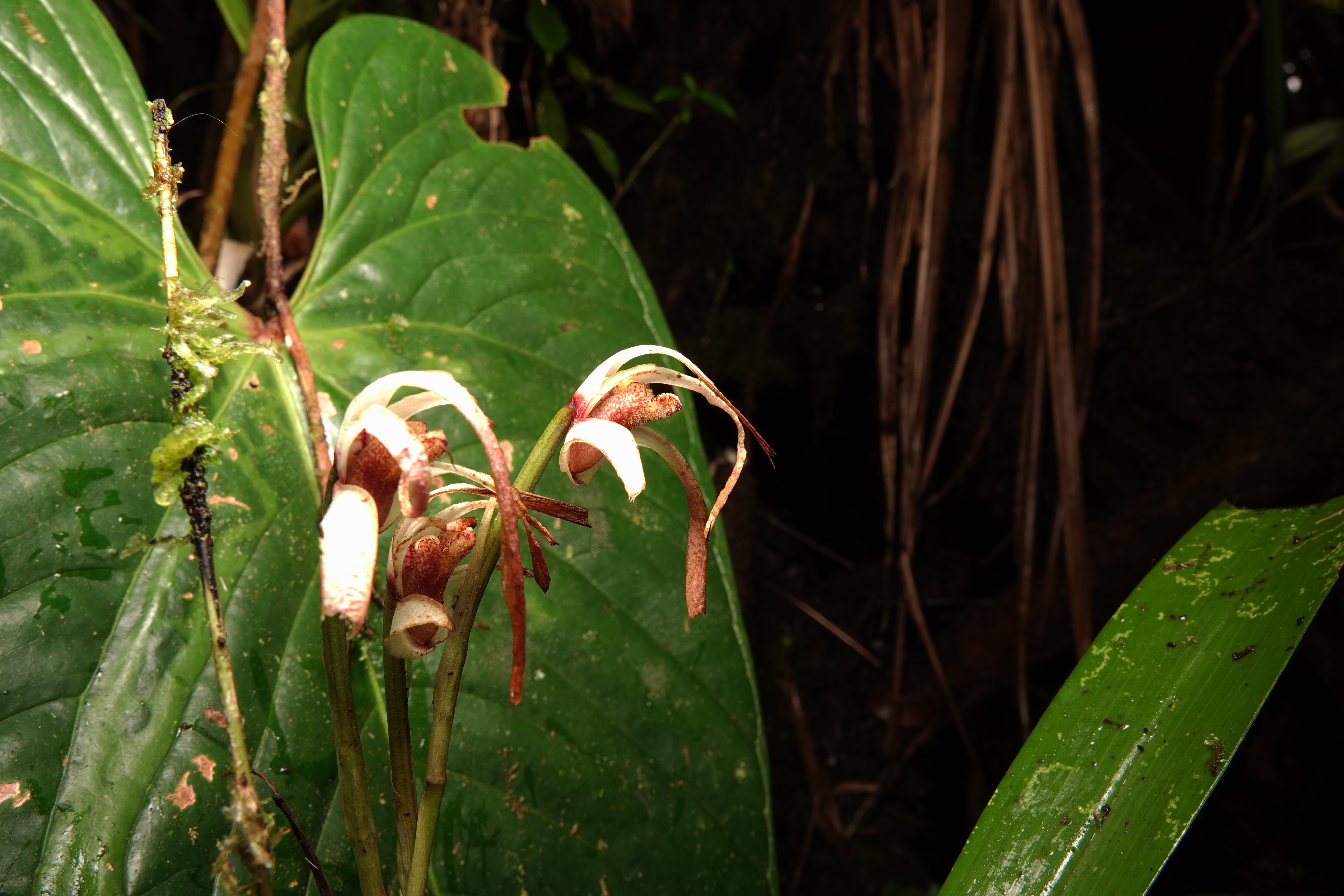 Maxillaria sp 14. La Honda.