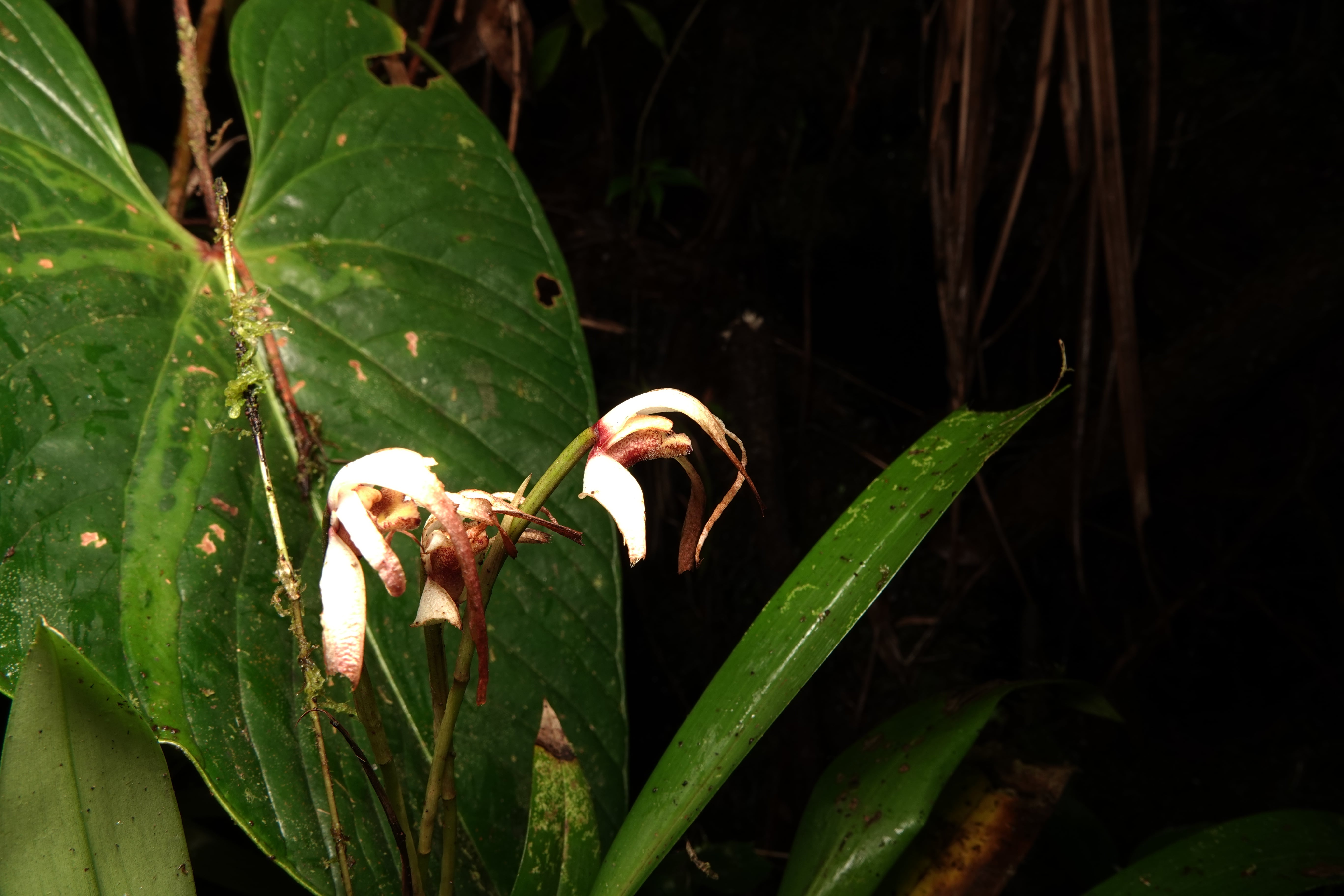 Maxillaria sp 14. La Honda.