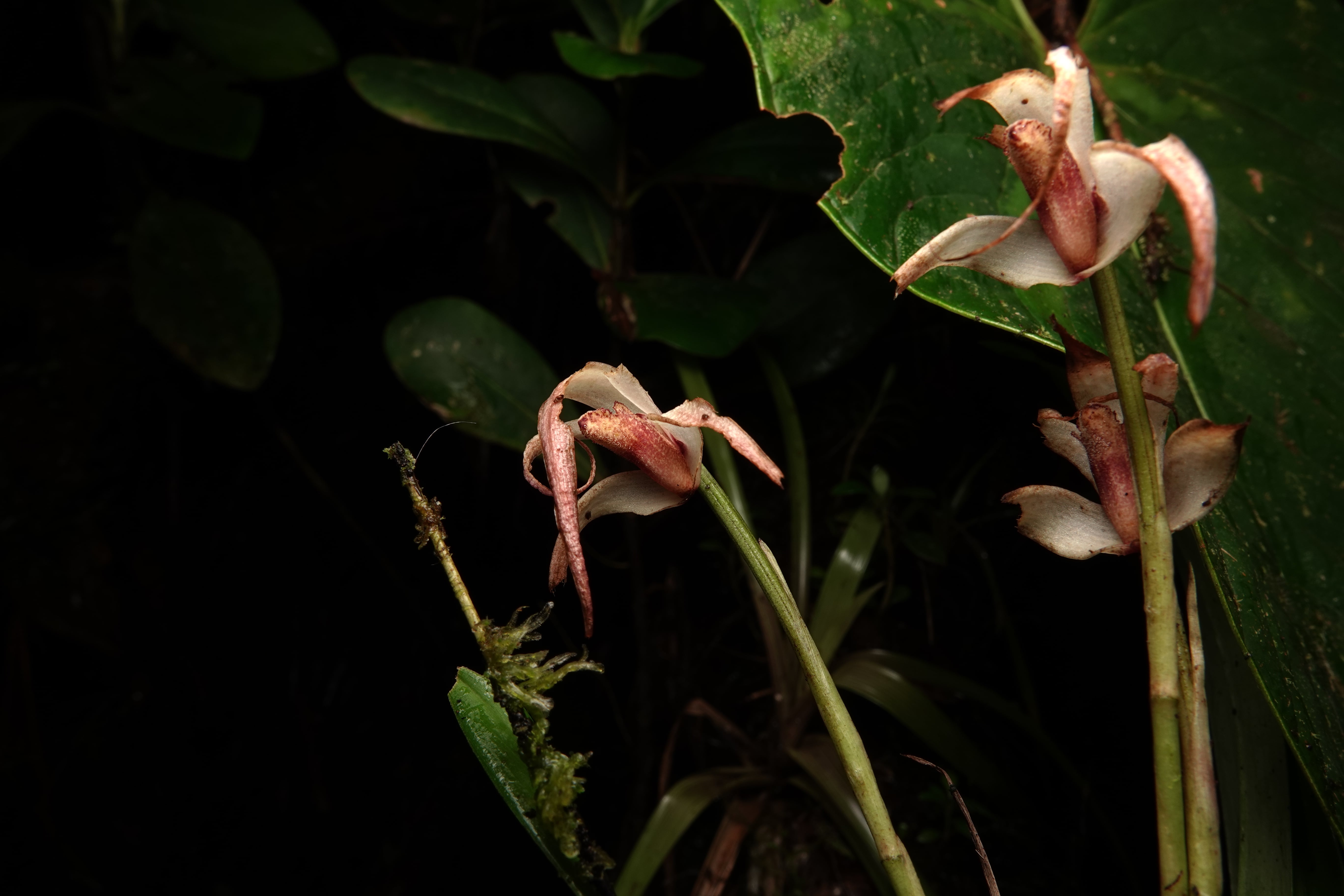 Maxillaria sp 14. La Honda.