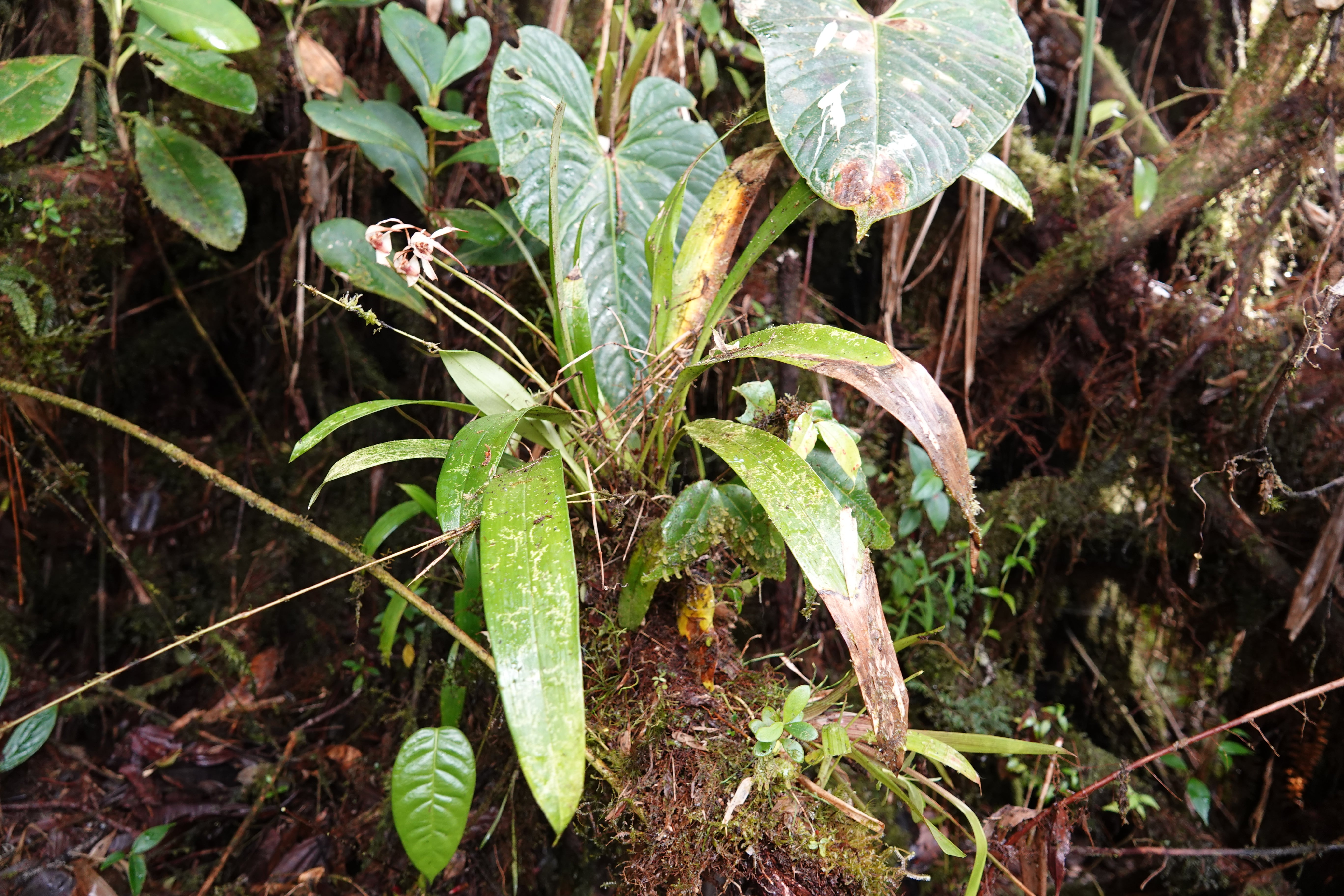 Maxillaria sp 14. La Honda.