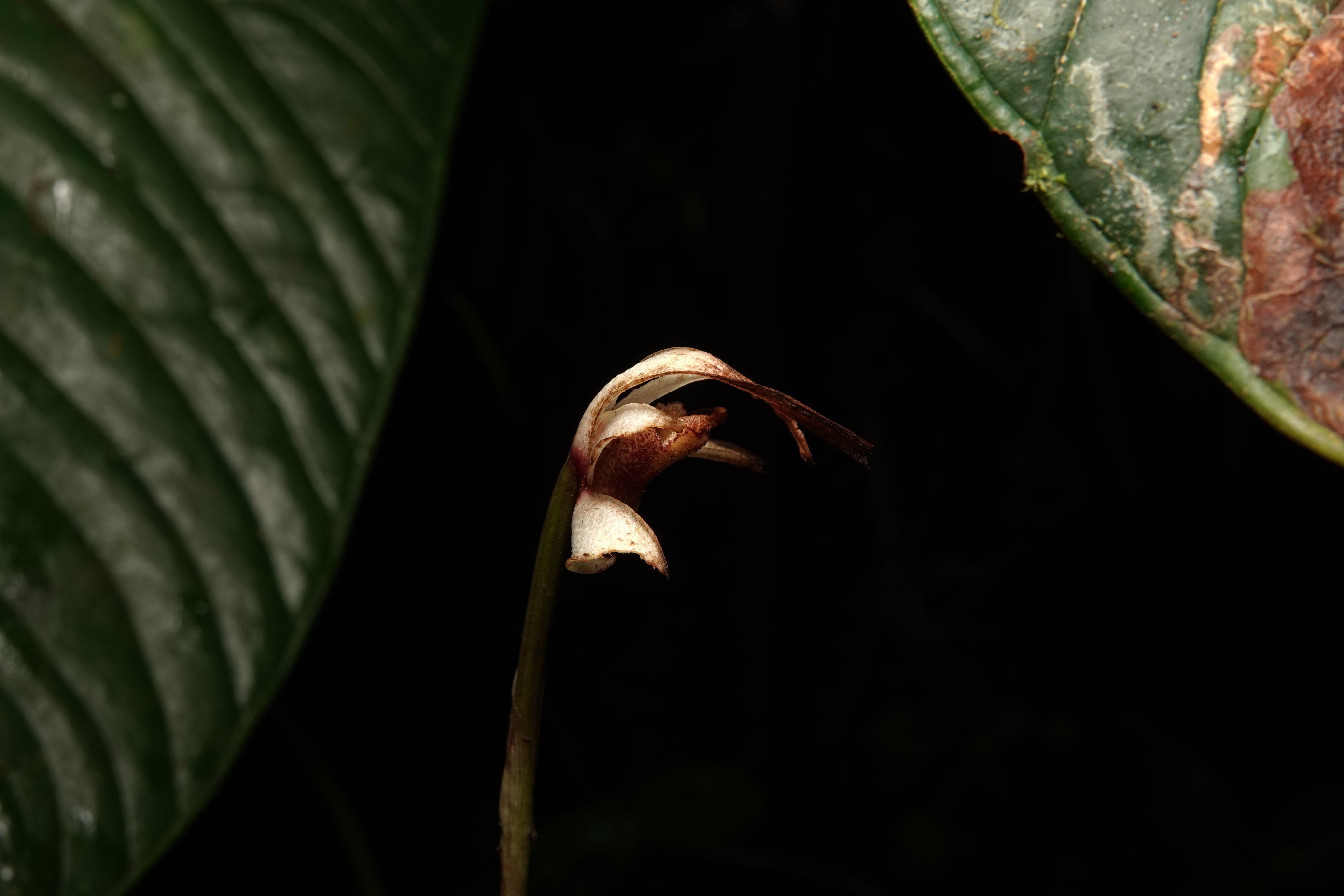 Maxillaria sp 14. La Honda.