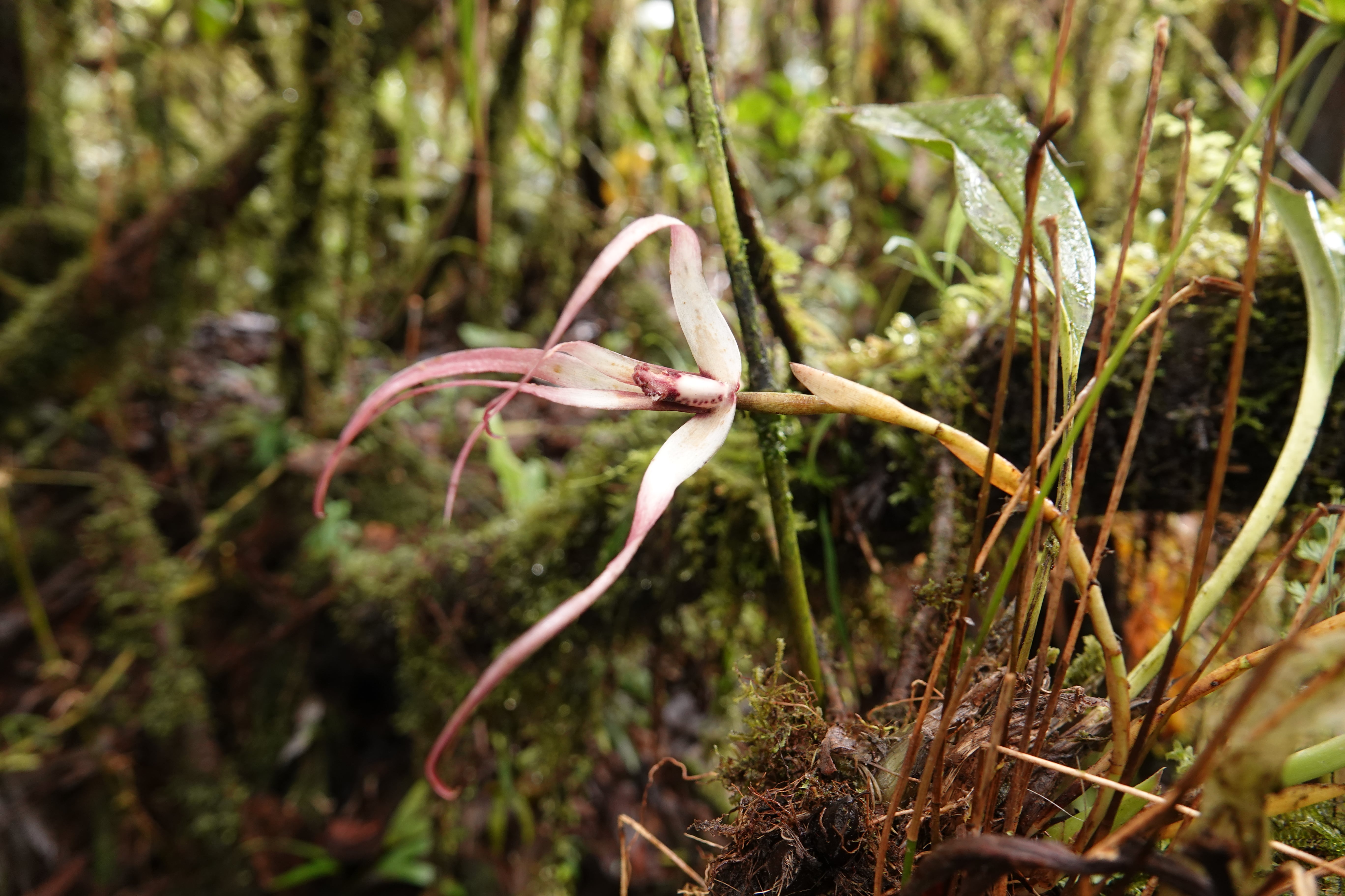 Maxillaria sp 15