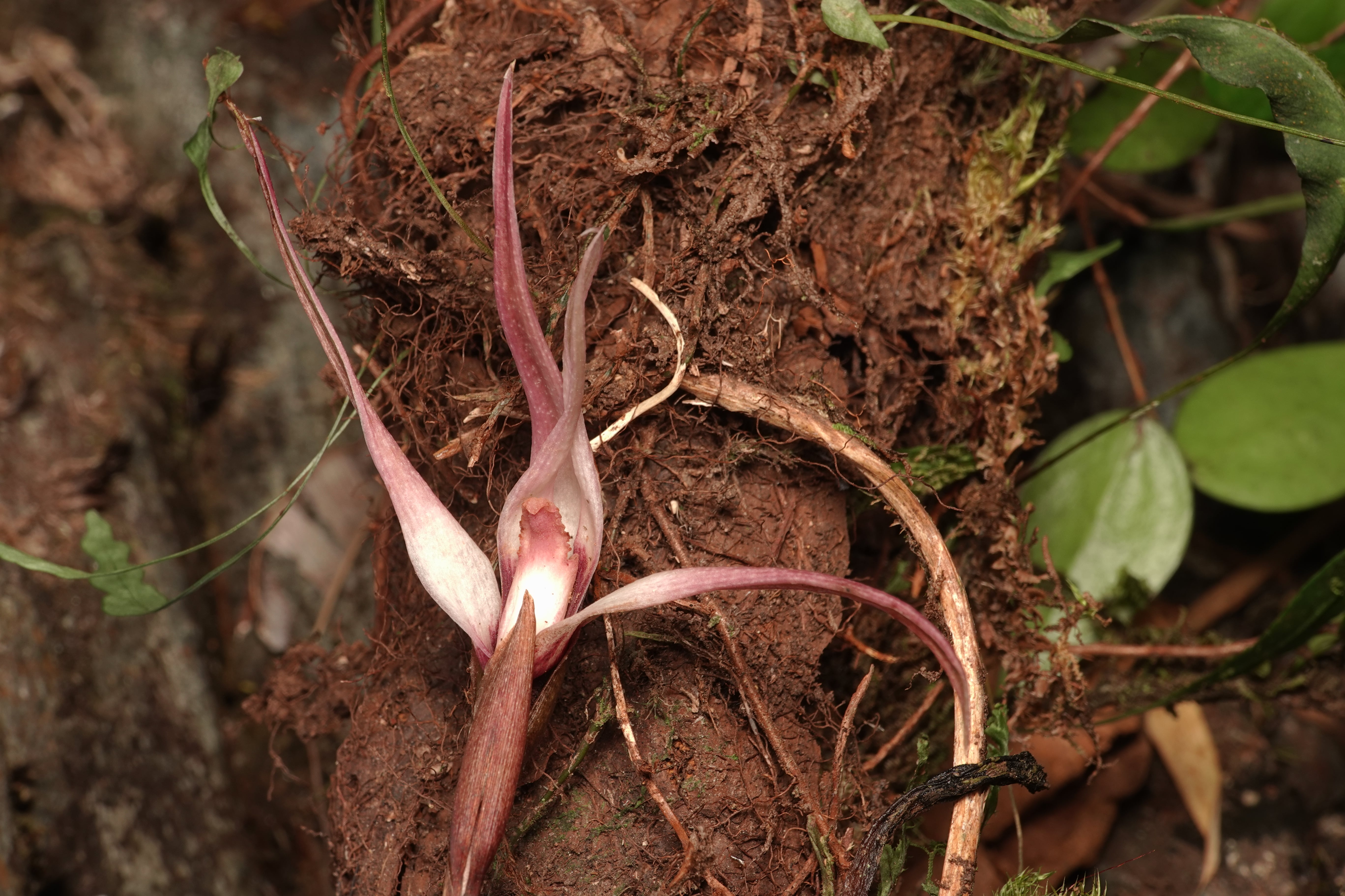 Maxillaria sp 15. La Honda.