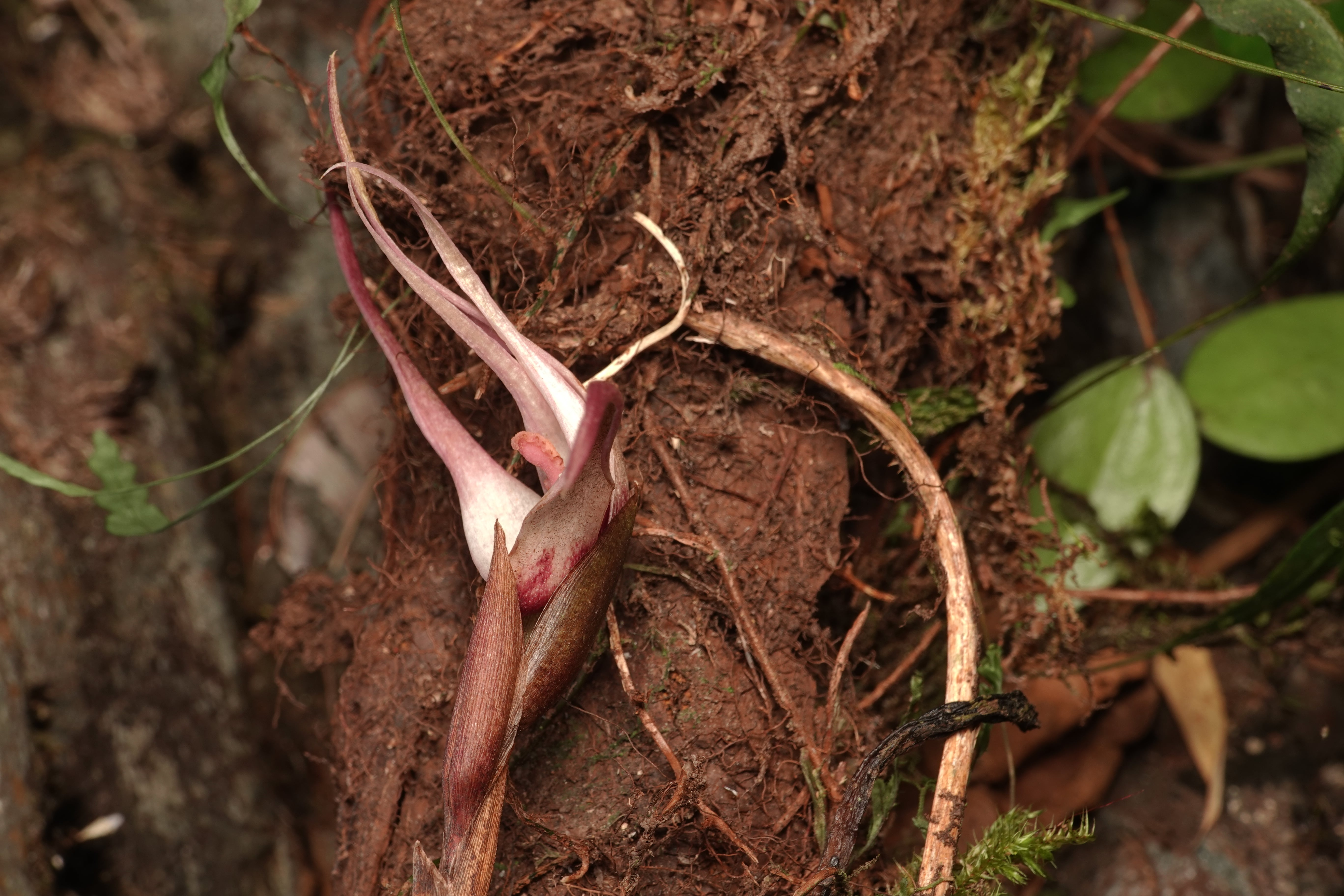 Maxillaria sp 15. La Honda.
