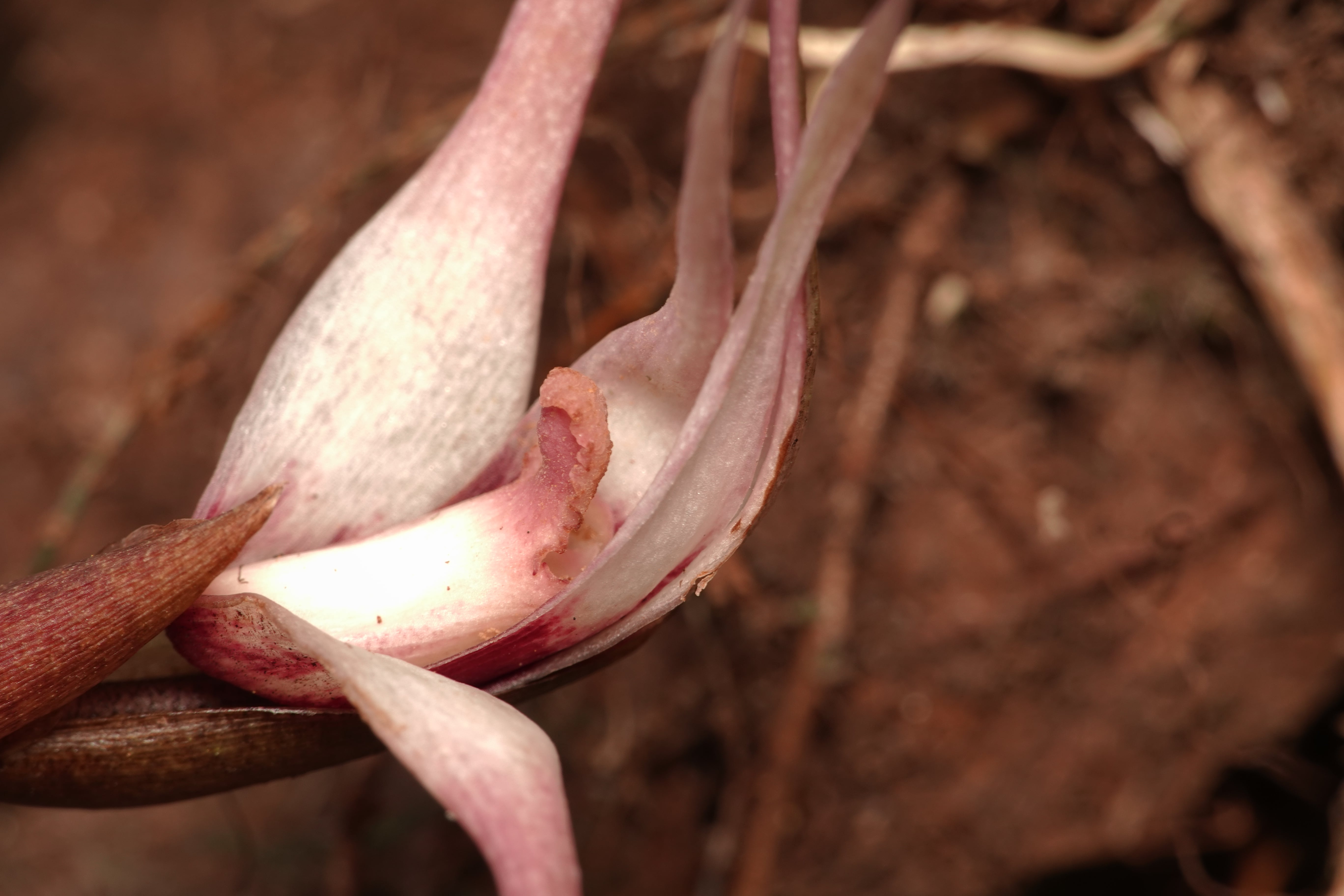 Maxillaria sp 15. La Honda.