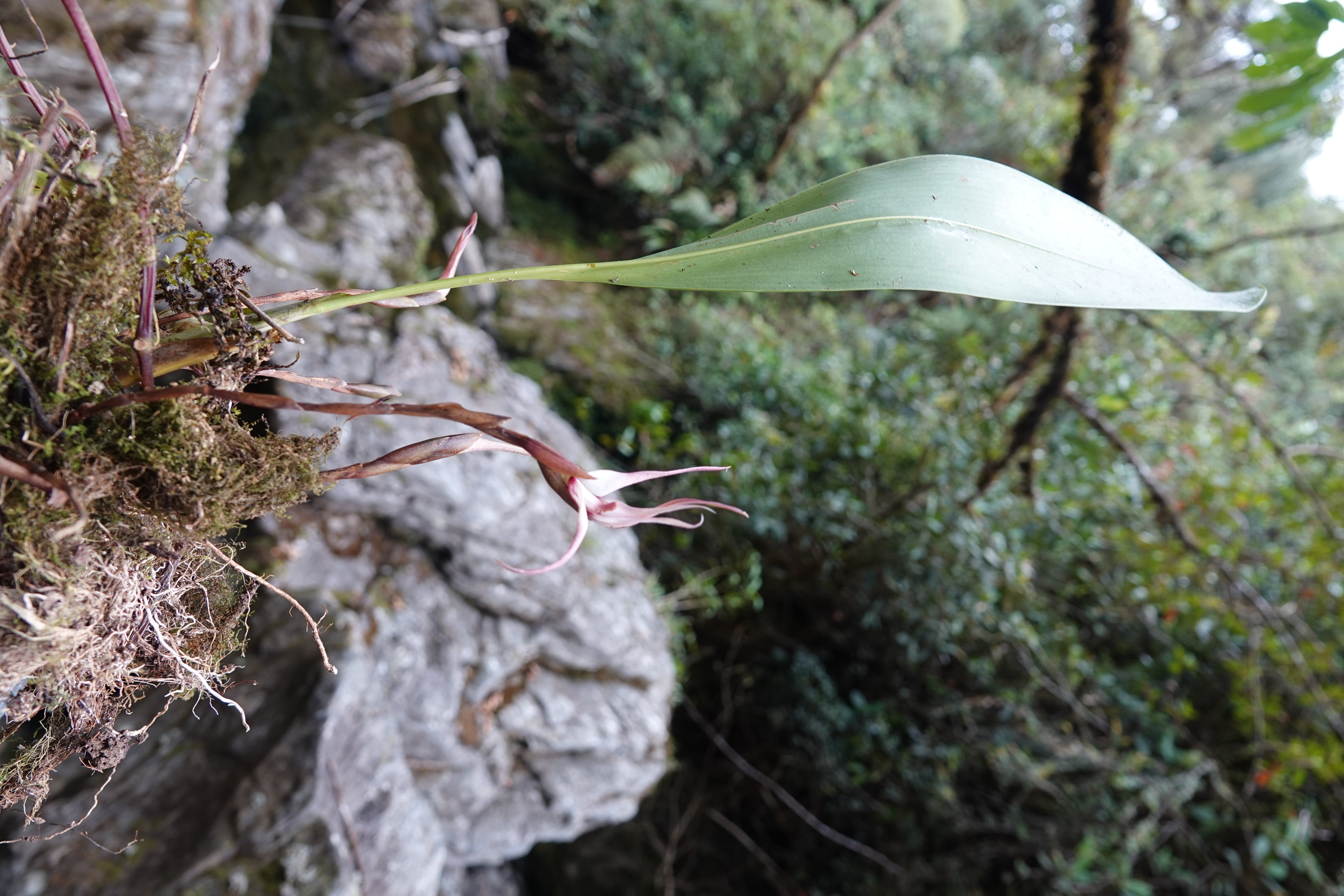 Maxillaria sp 15. La Honda.
