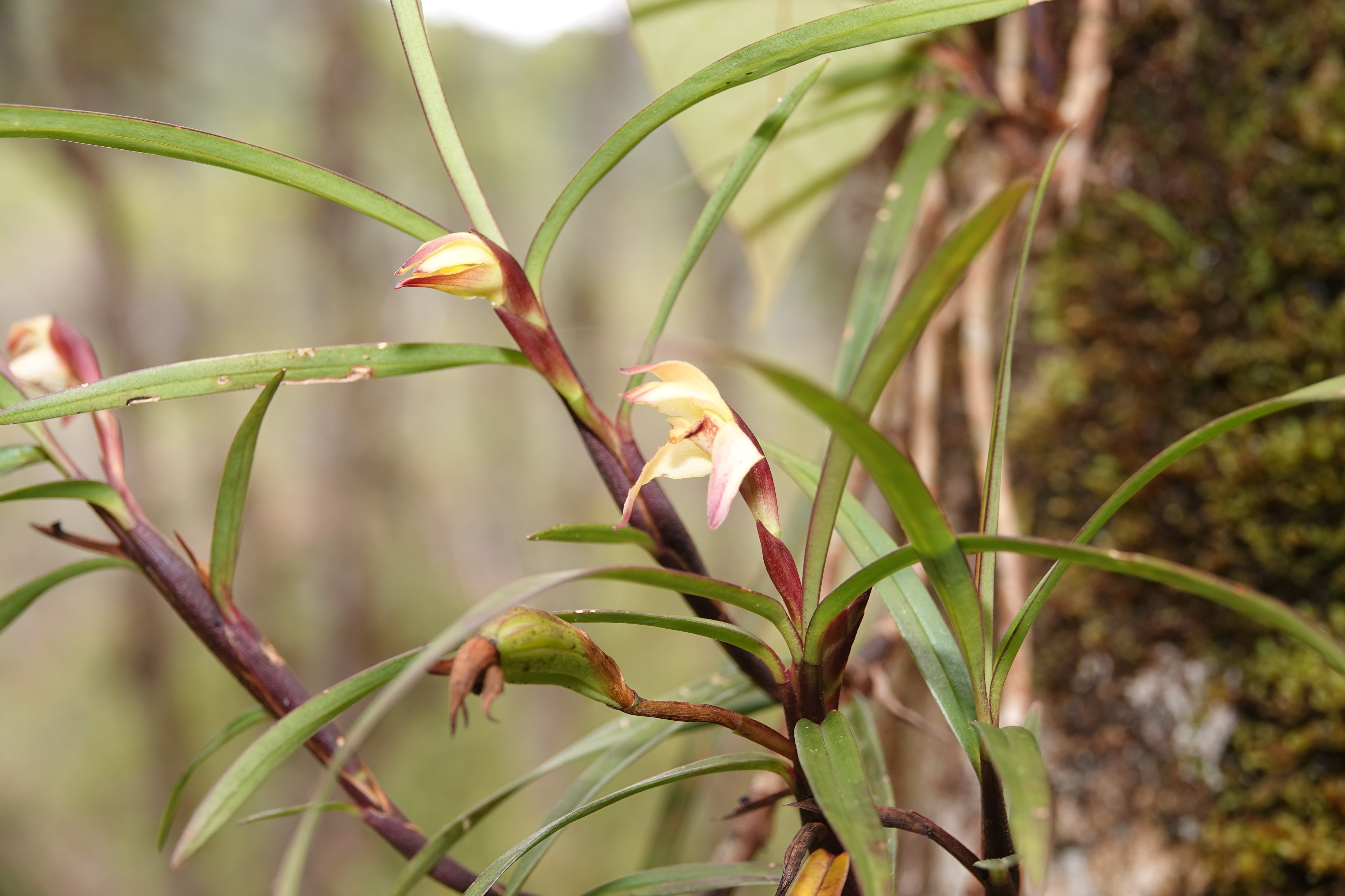 Maxillaria sp 2