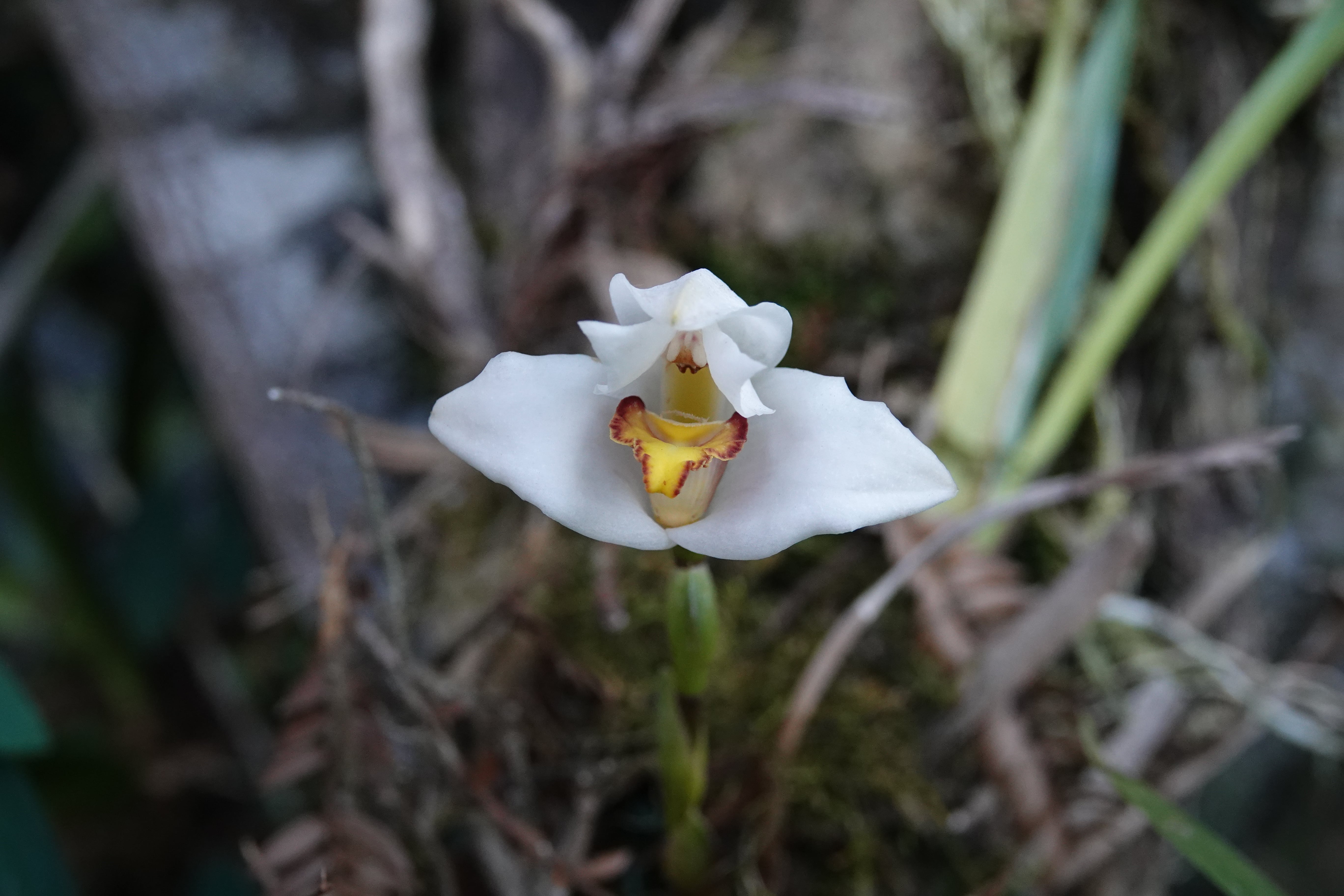 *Maxillaria sp 3*. La Honda.