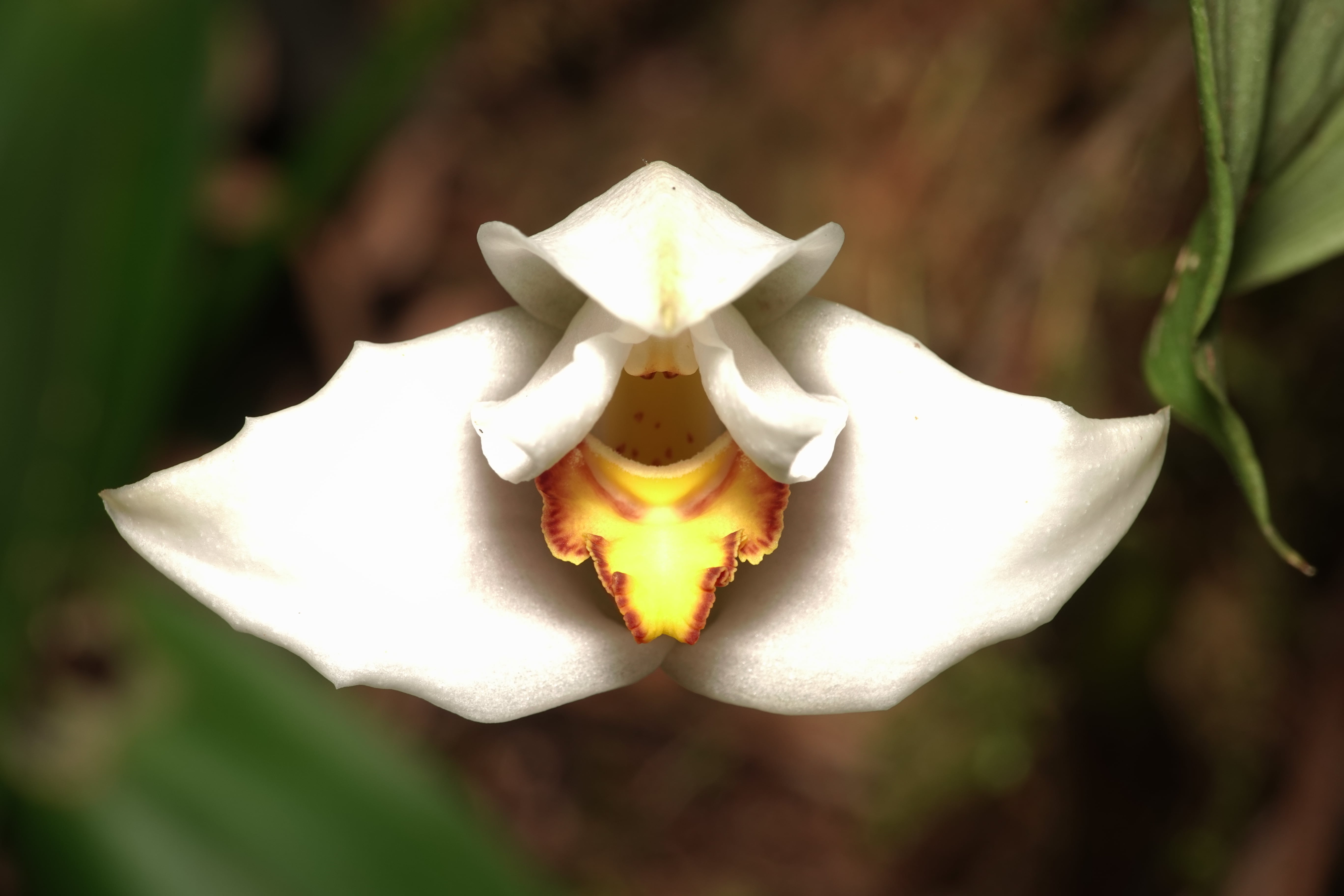 Maxillaria sp 3