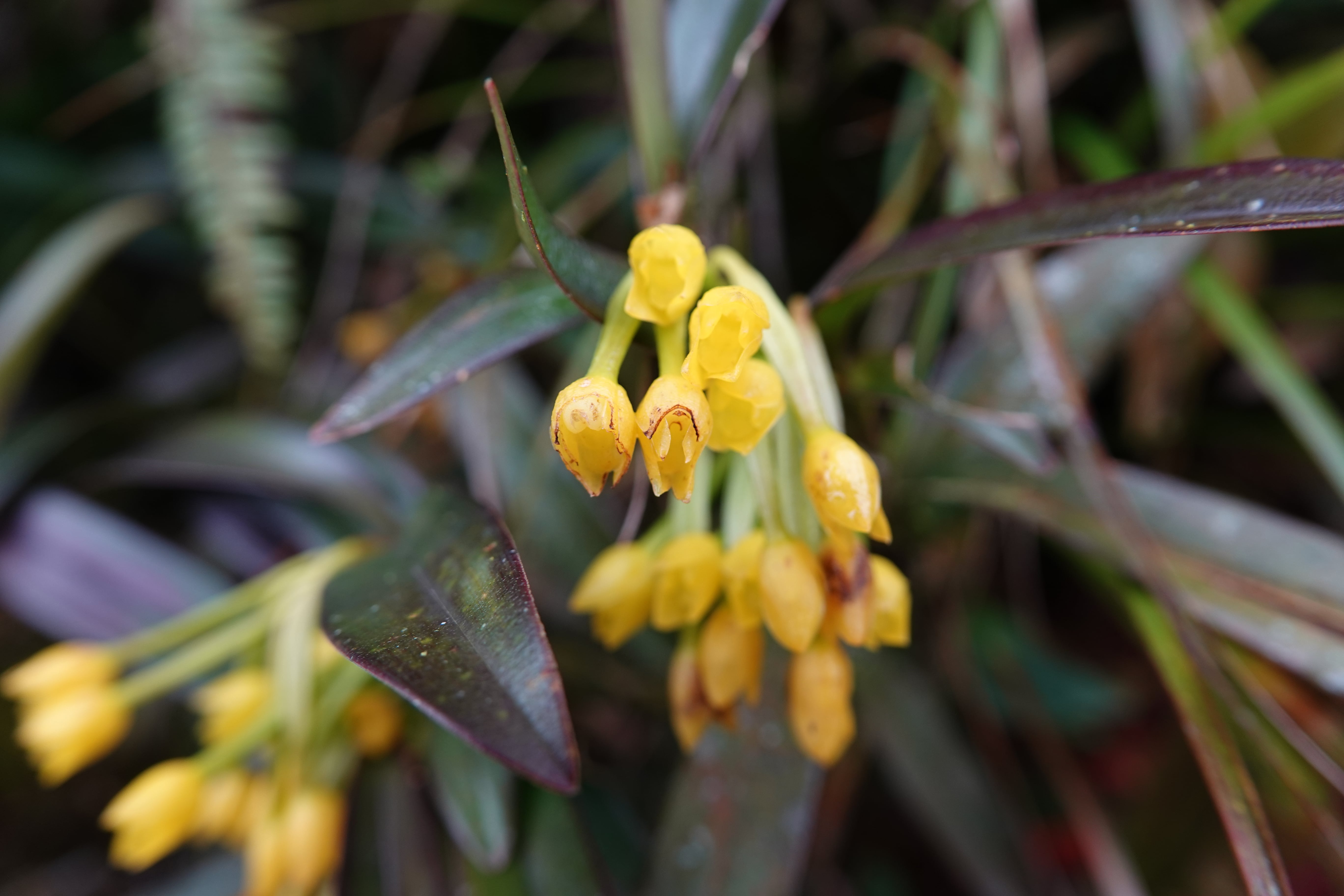 Maxillaria sp 4