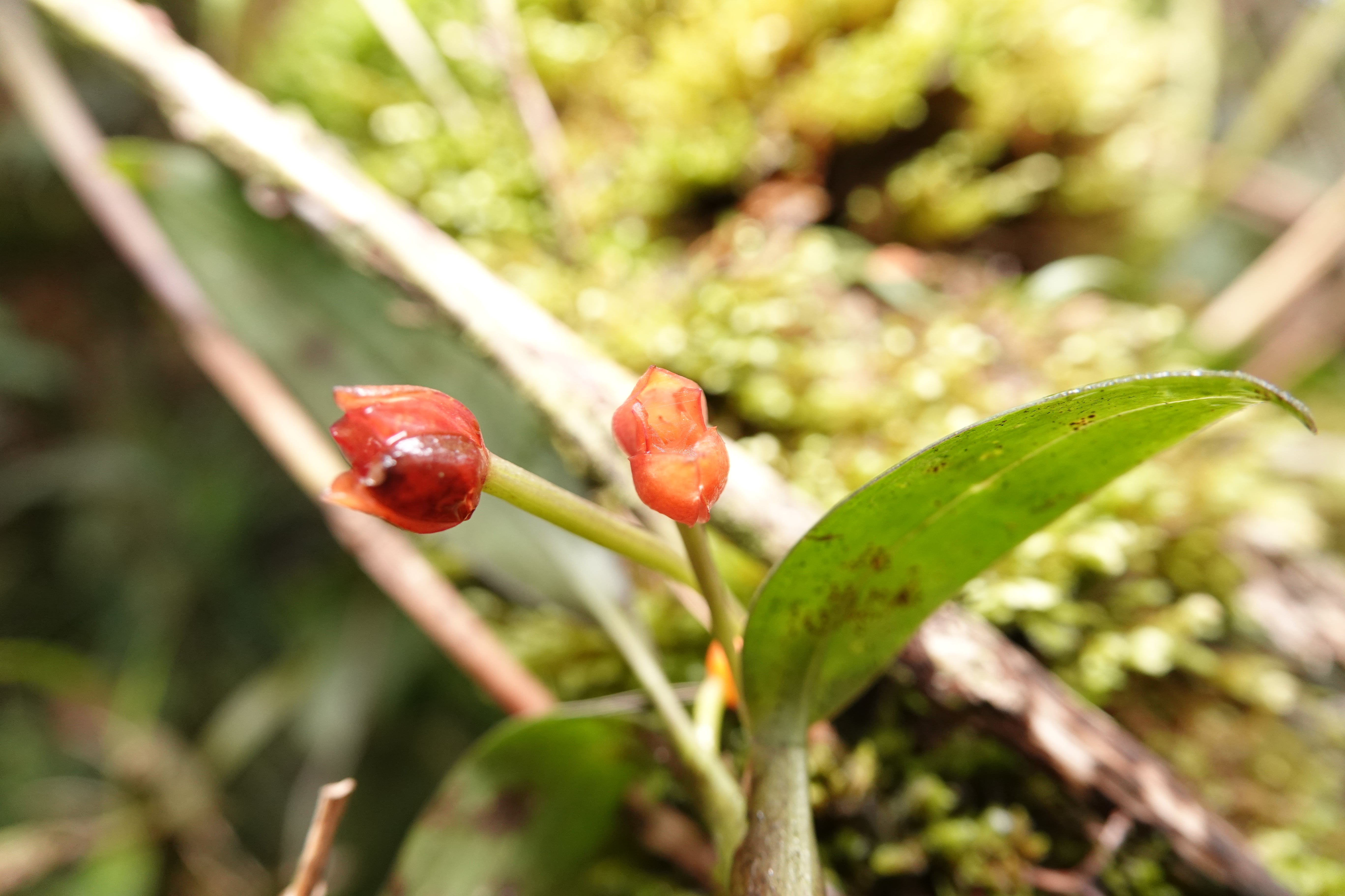 Maxillaria sp 5