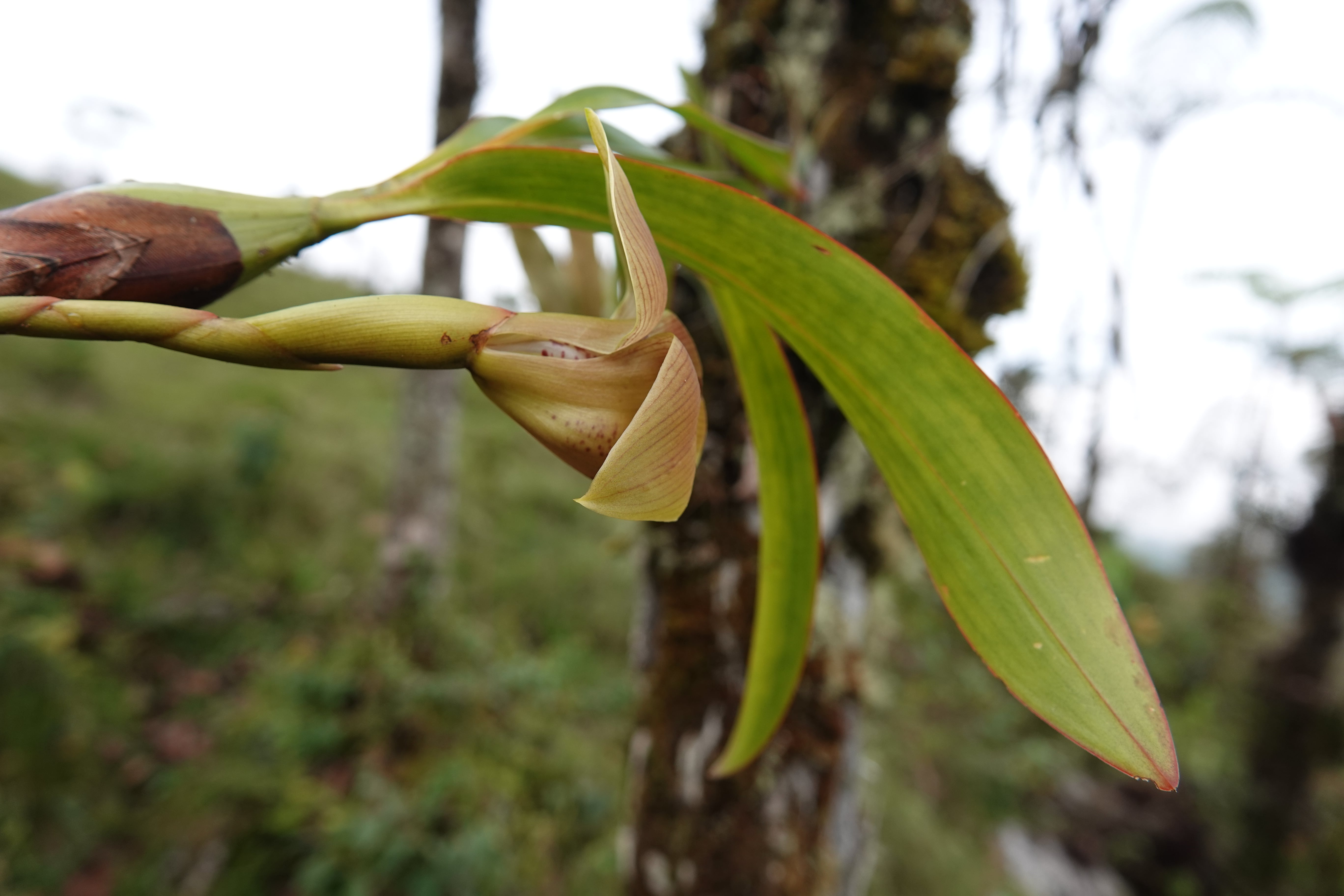 *Maxillaria sp 6*. La Honda.