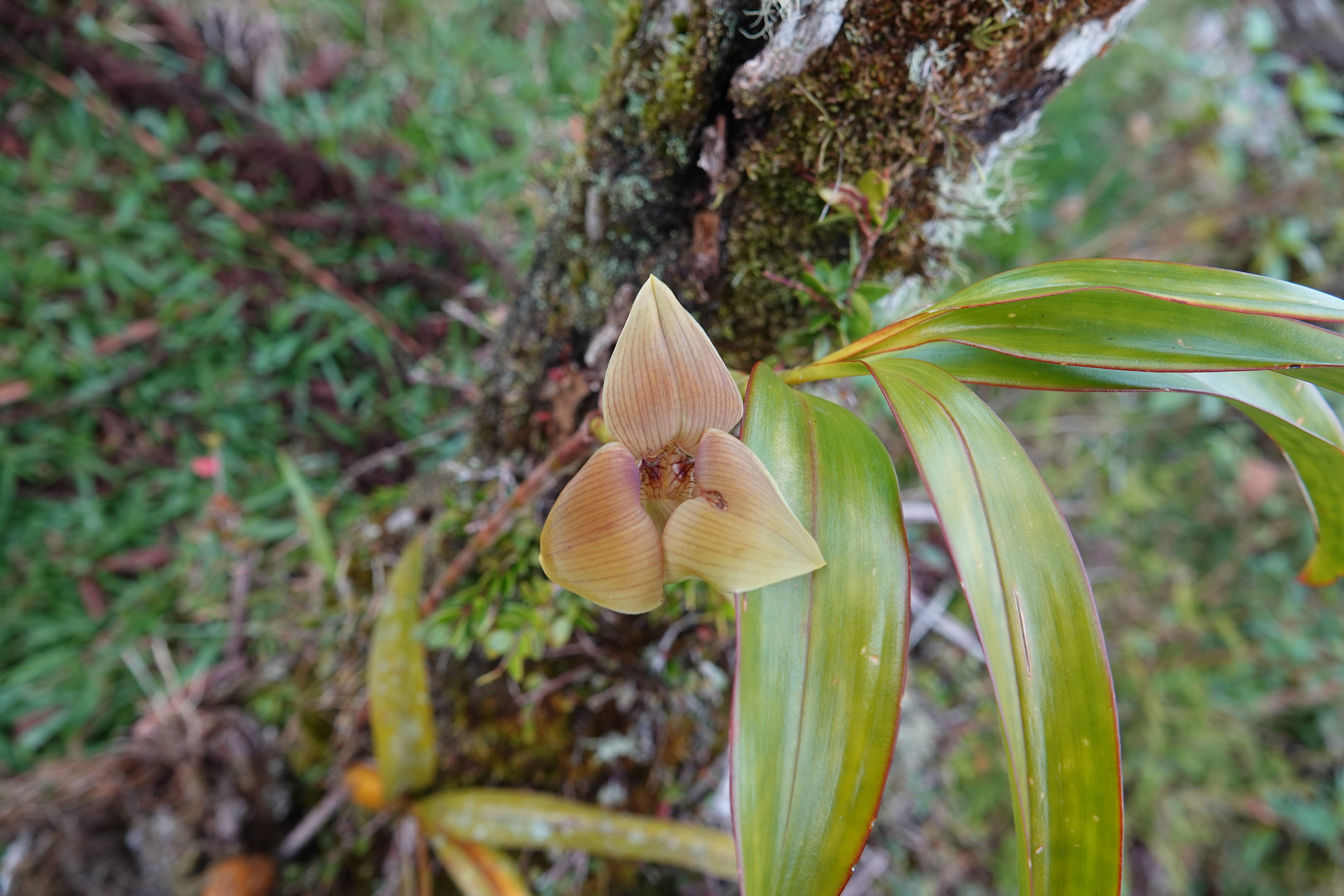 Maxillaria sp 6