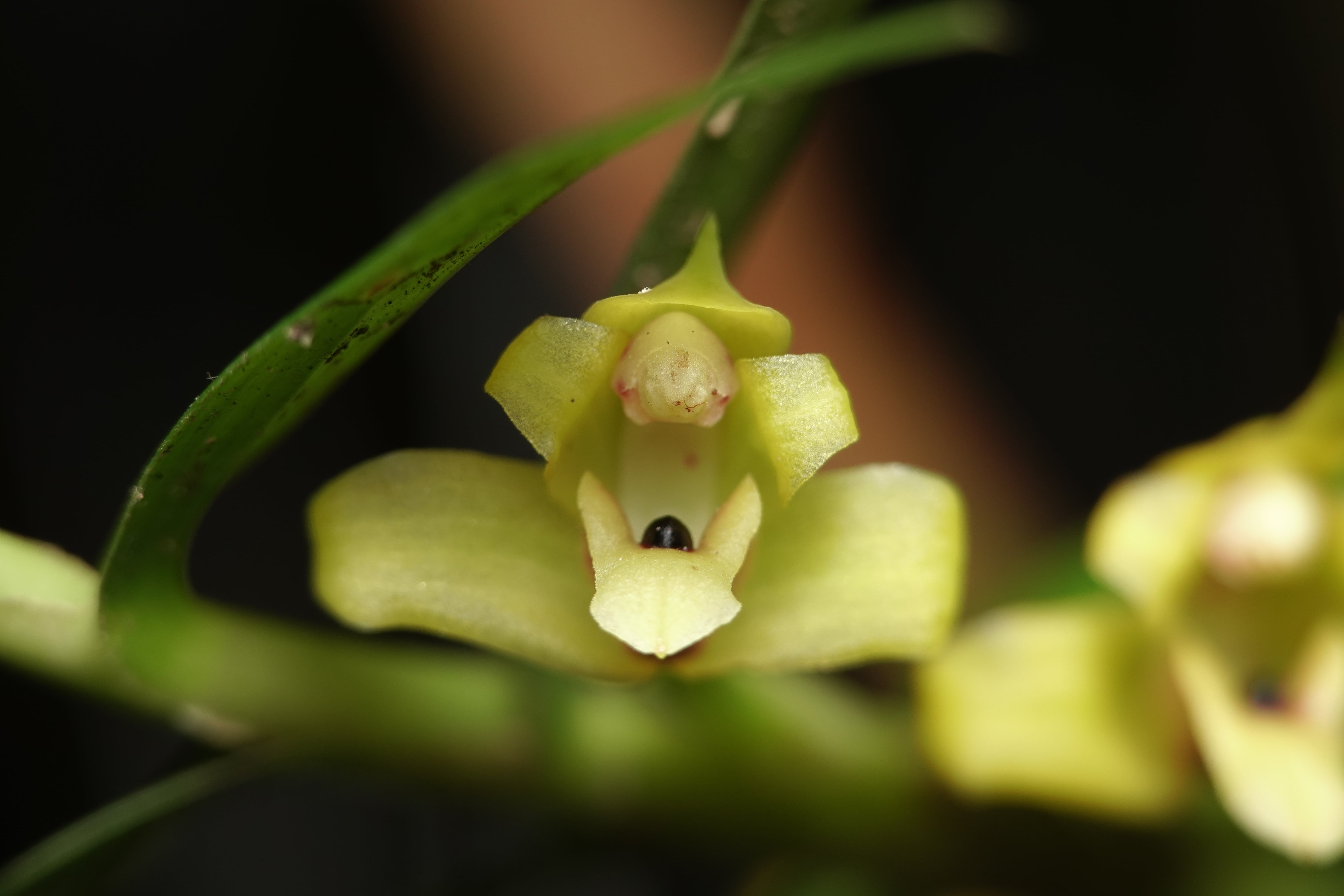 Maxillaria sp 7