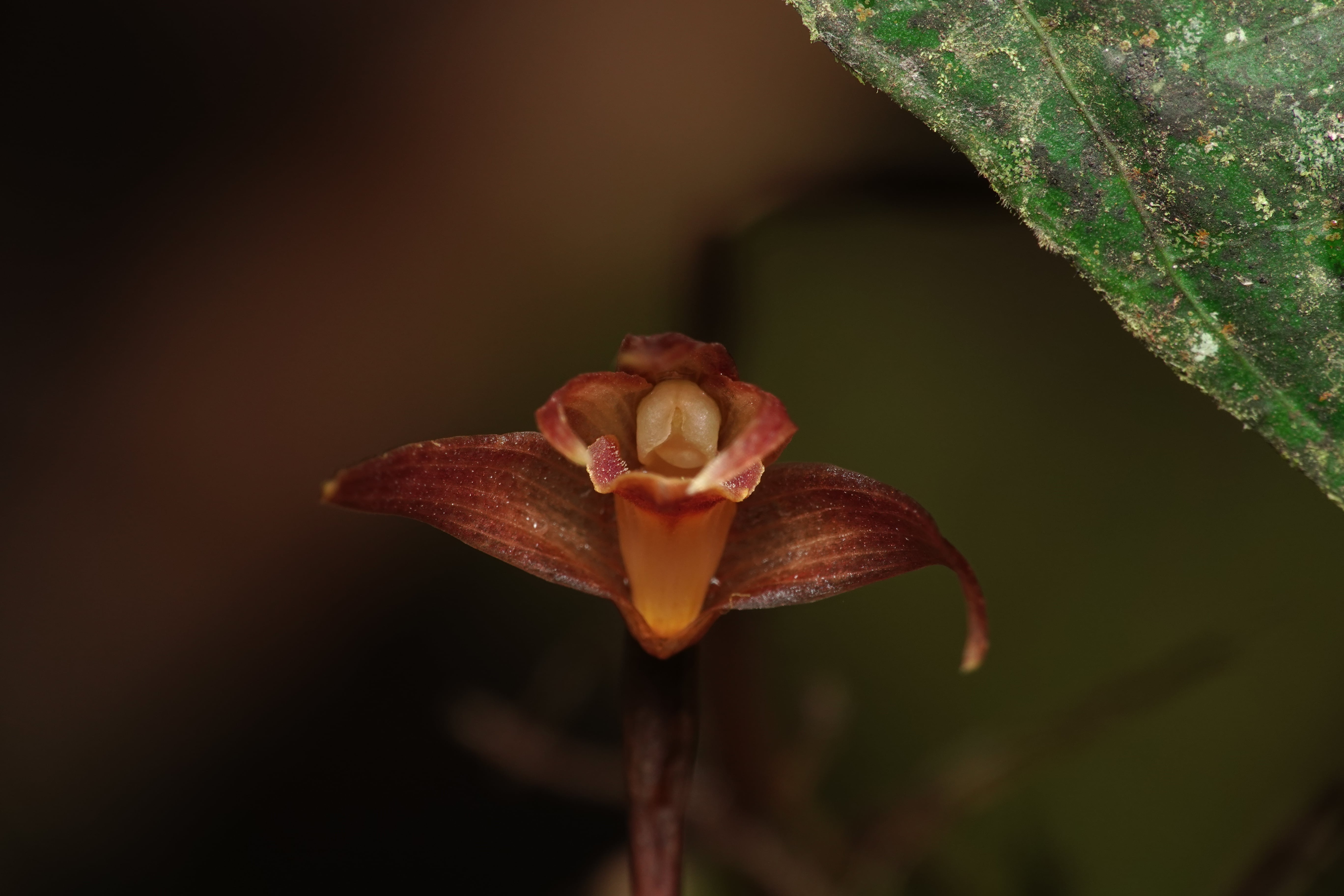 *Maxillaria sp 7*. La Honda.