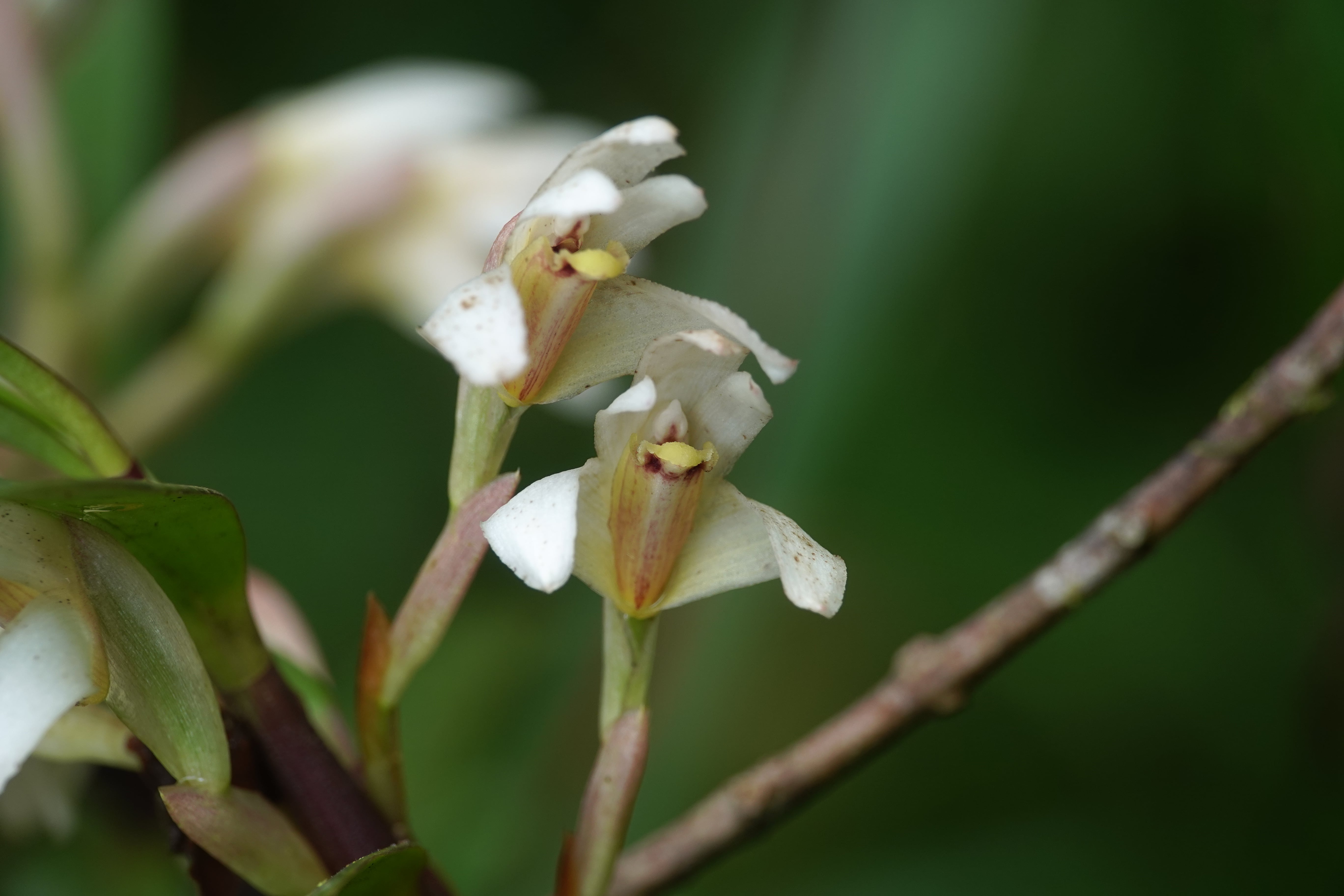 Maxillaria sp 8