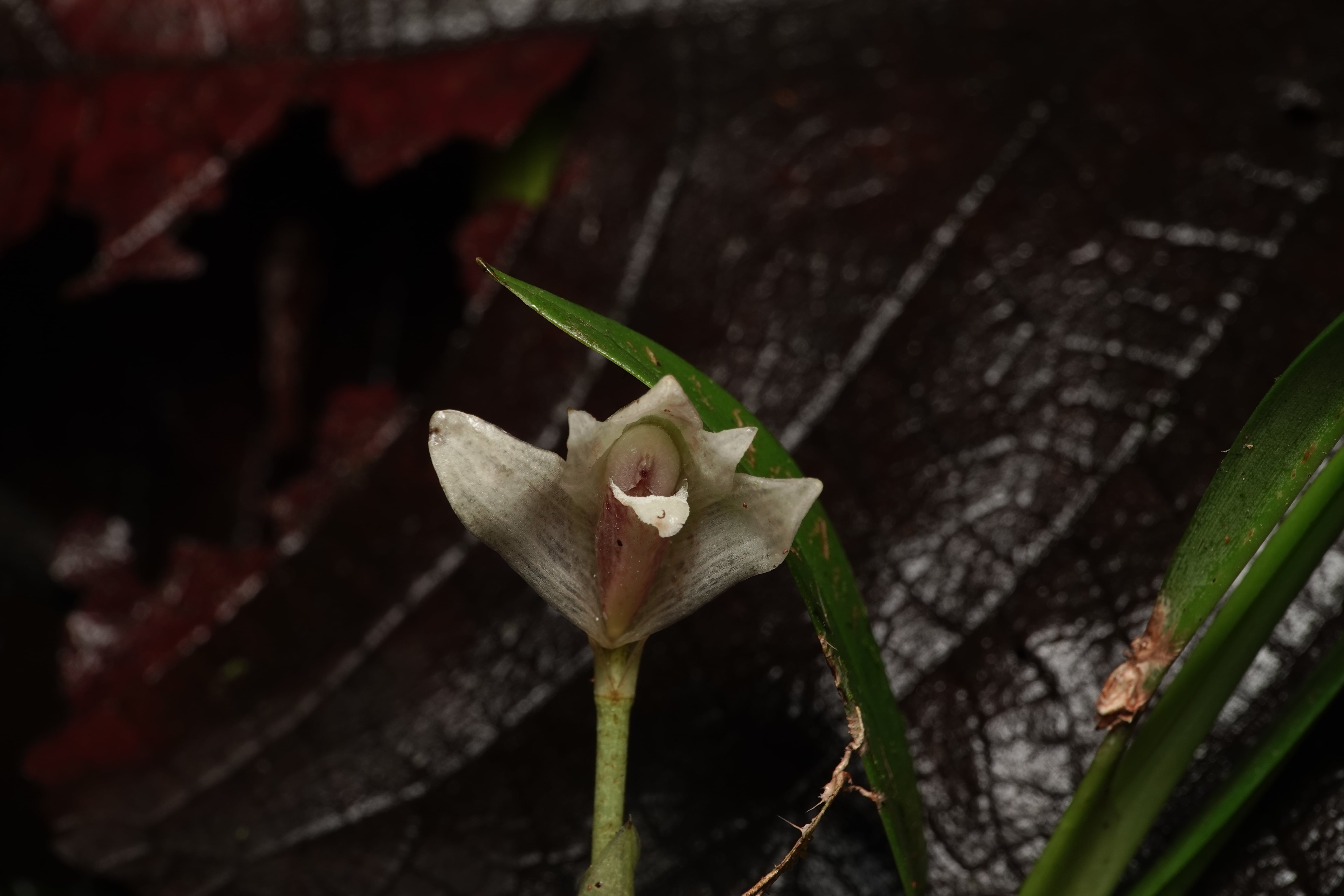Maxillaria sp 9