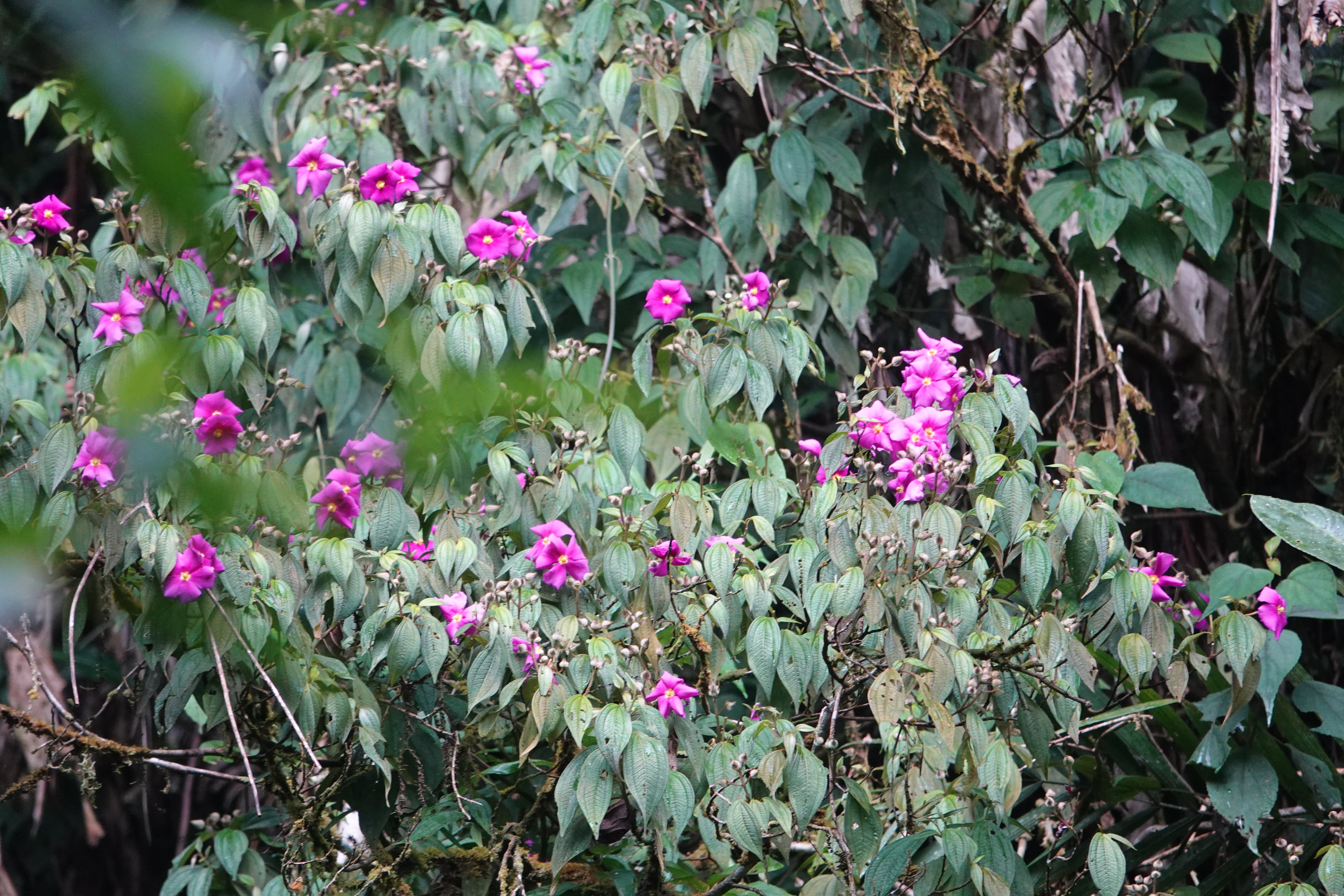Melastomataceae — Melastomes