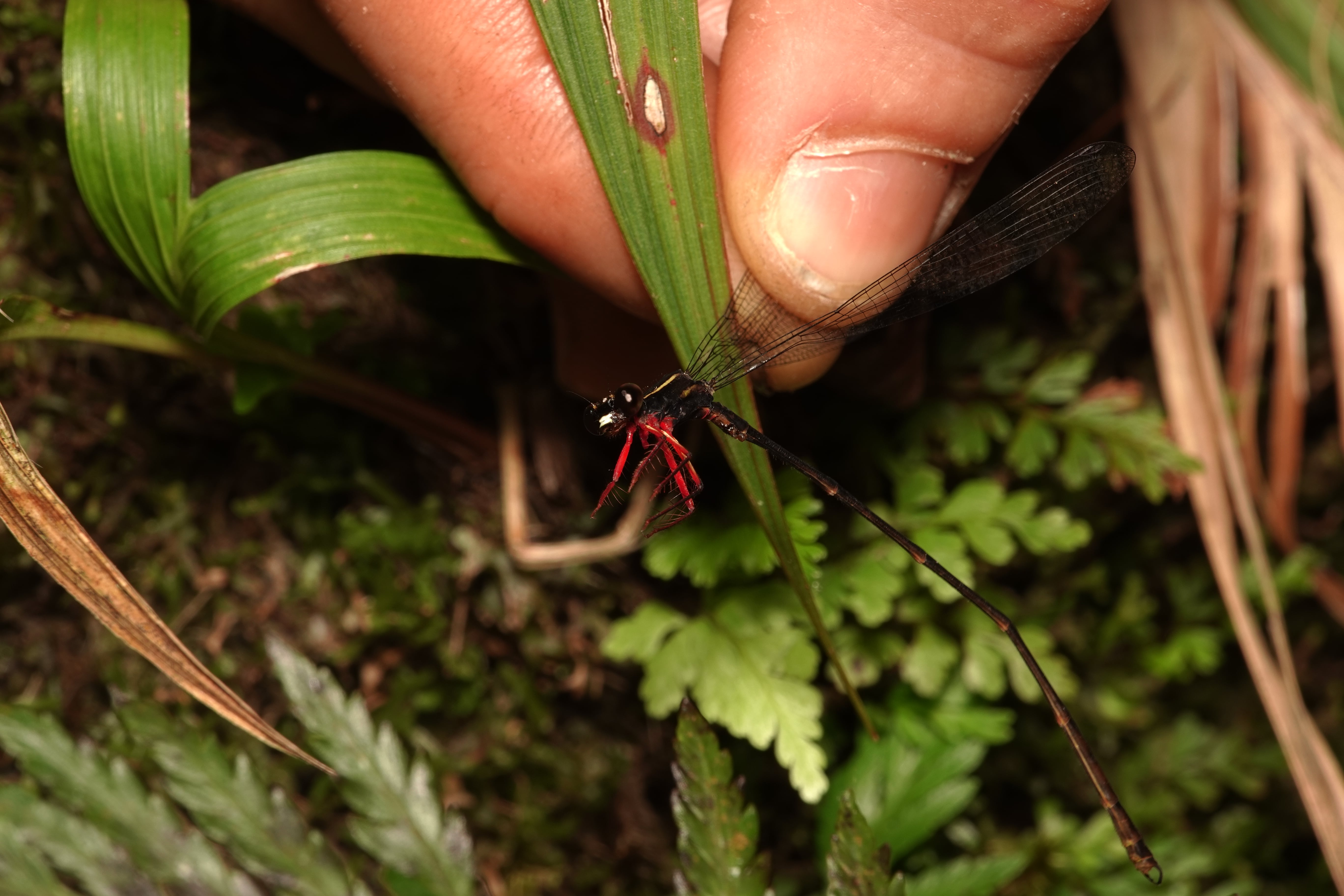 Mesagrion leucorrhinum. La Honda.
