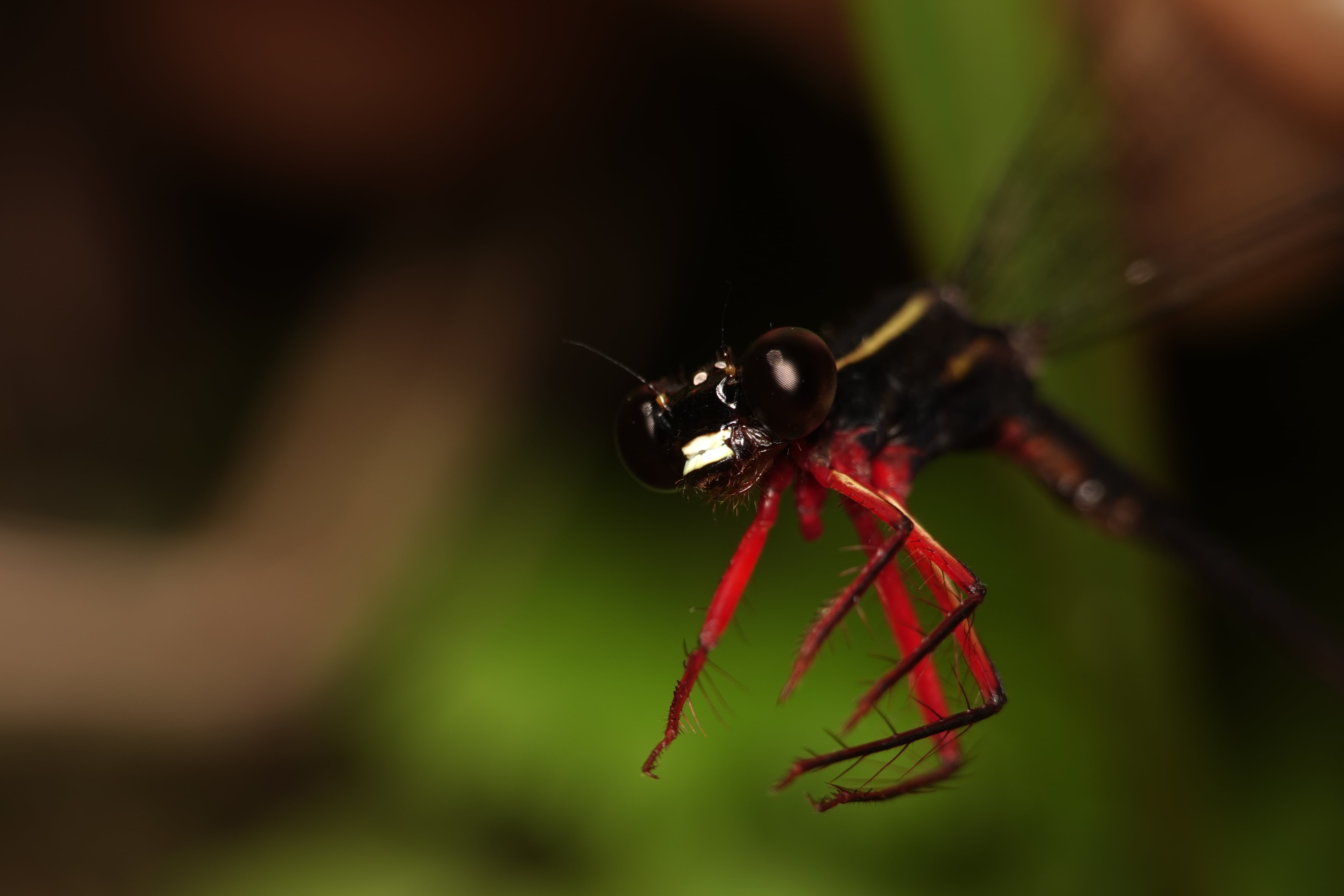 Mesagrion leucorrhinum. La Honda.