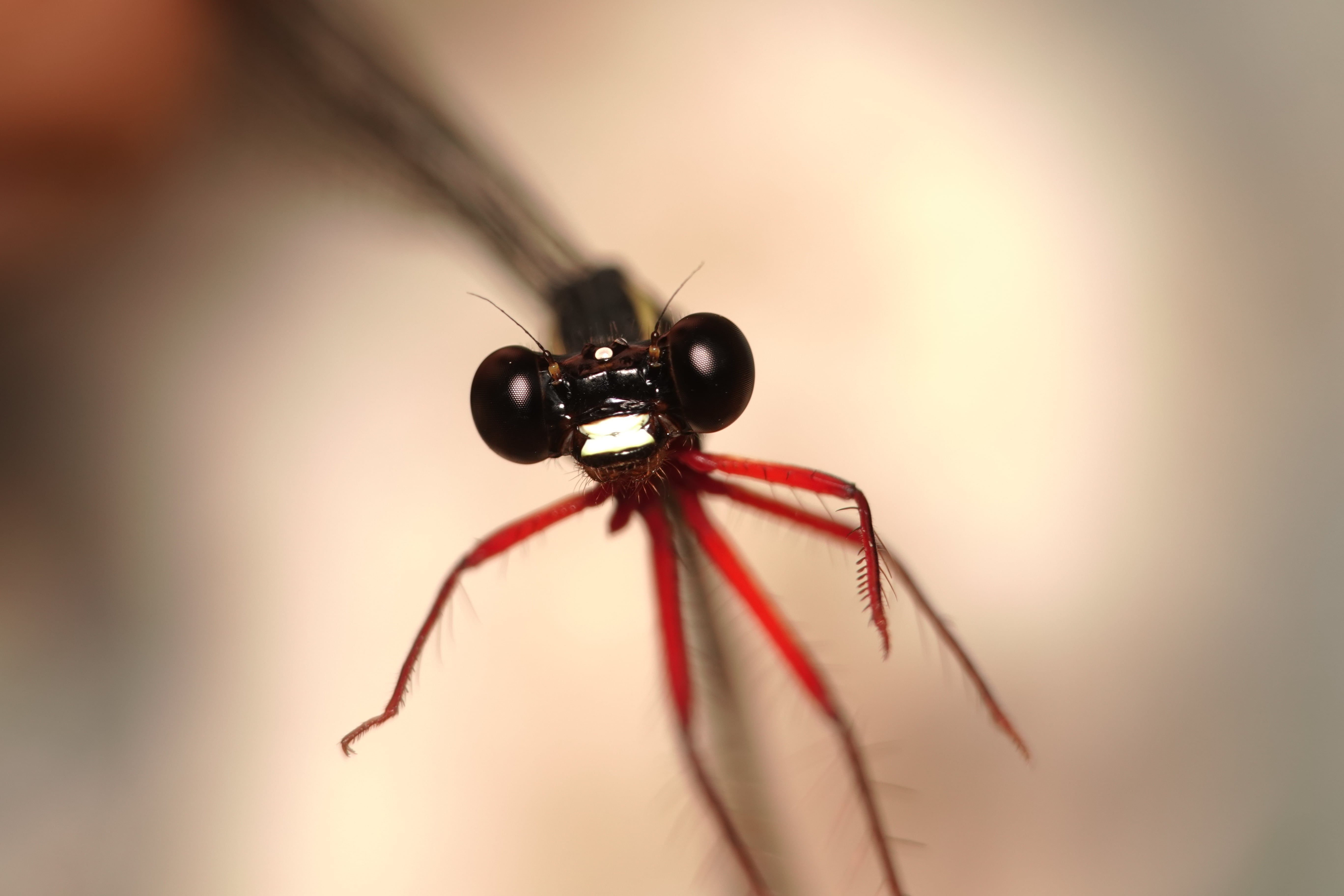 Mesagrion leucorrhinum. La Honda.
