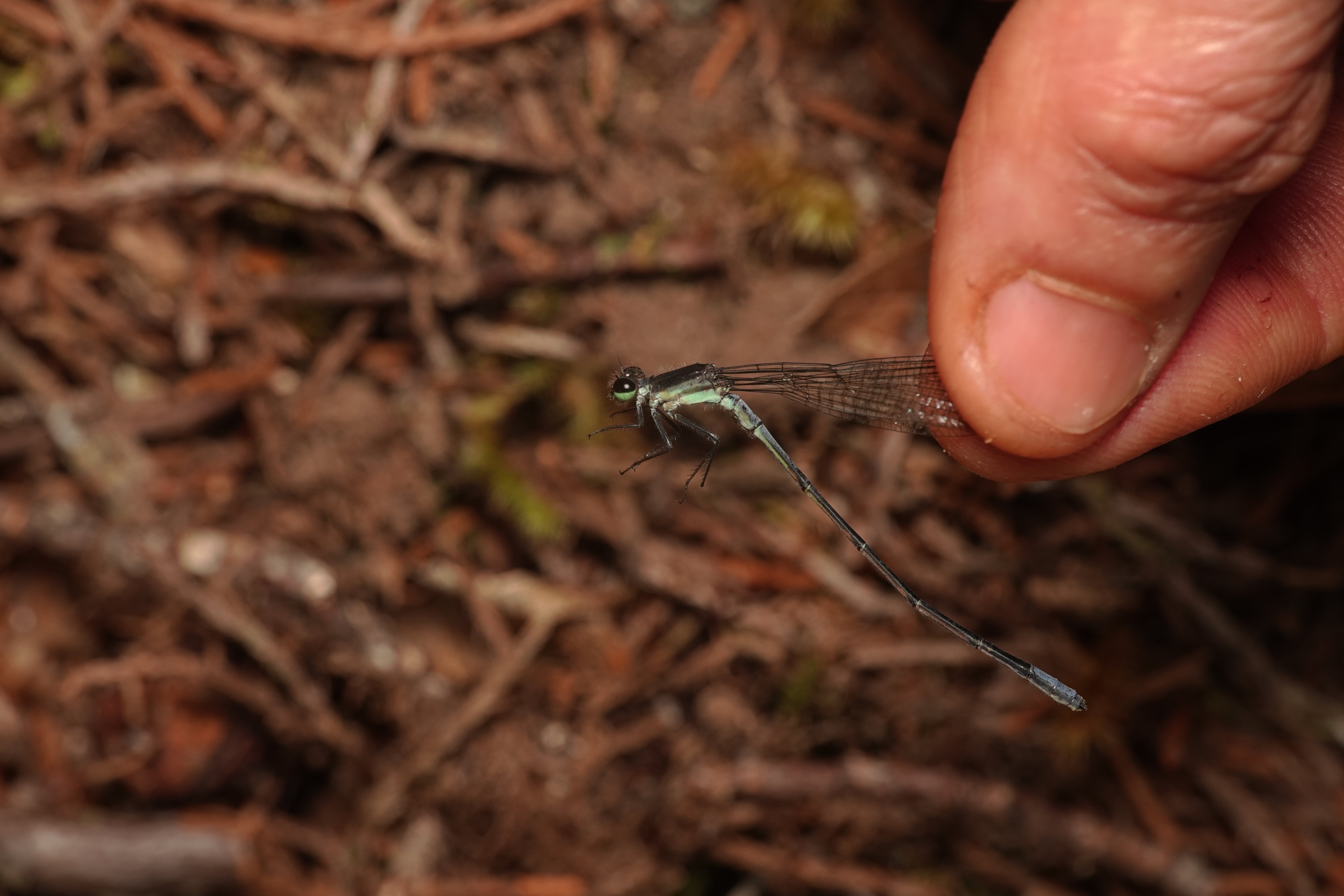 Mesamphiagrion rosseri. La Honda.