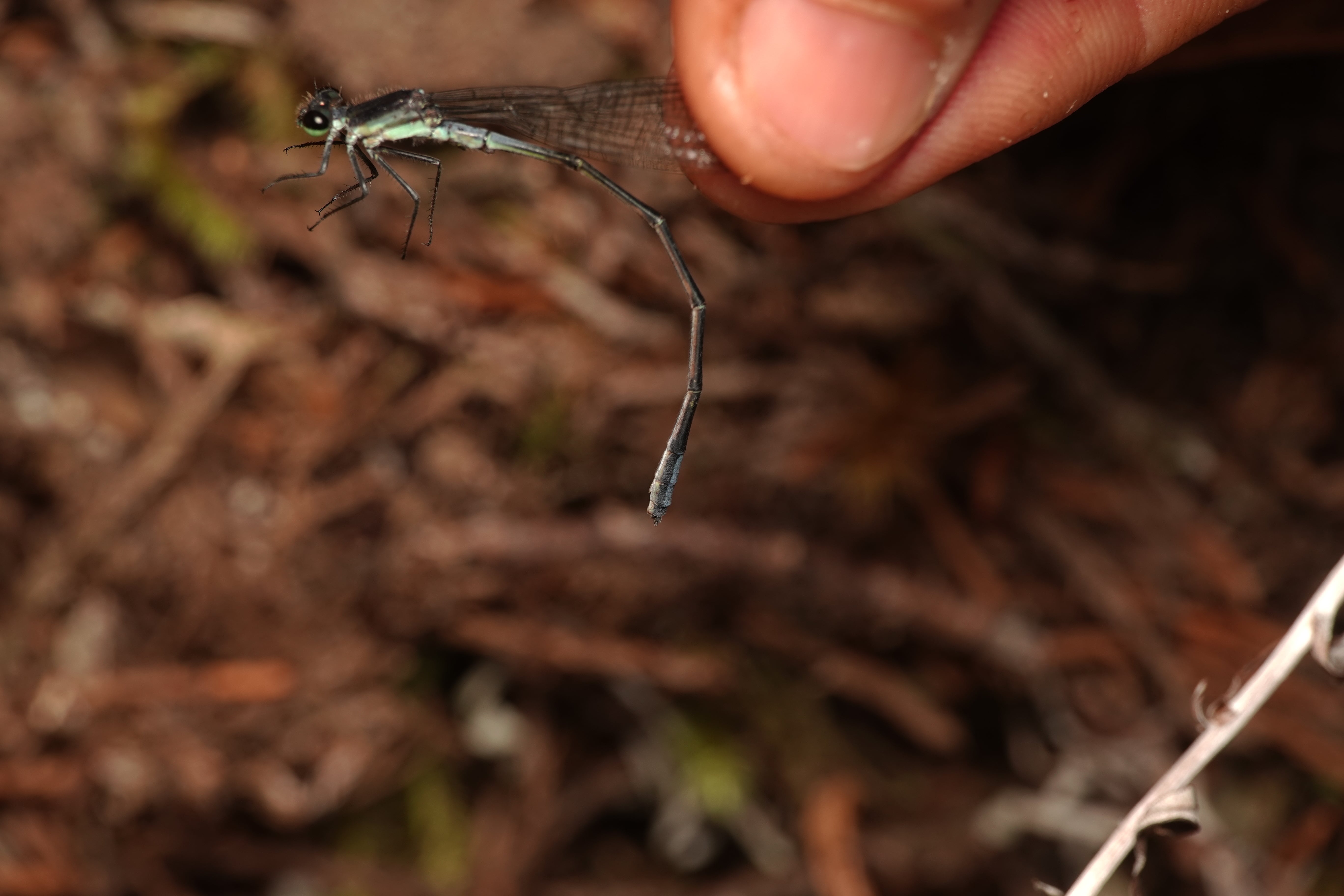 Mesamphiagrion rosseri. La Honda.