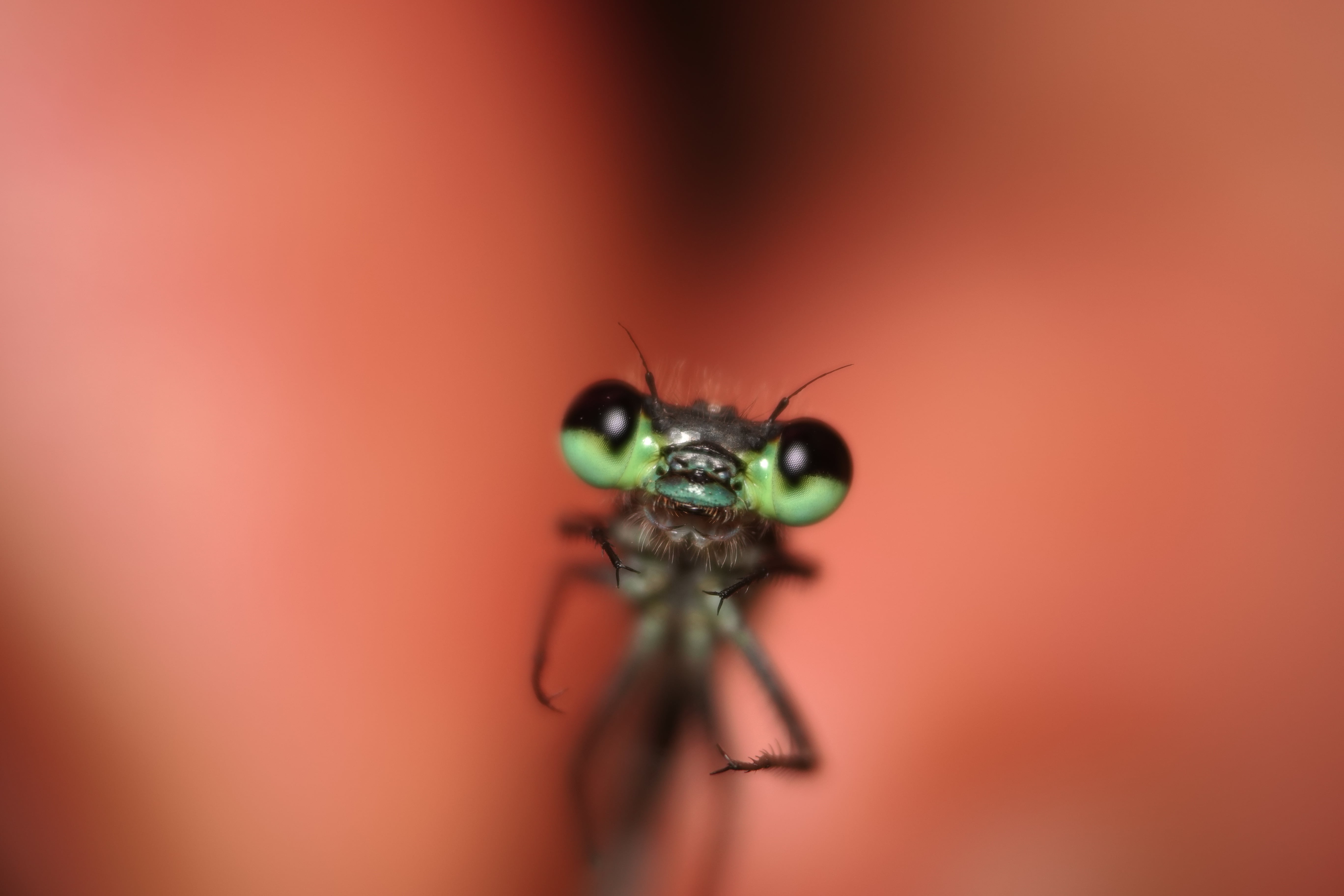 Mesamphiagrion rosseri. La Honda.