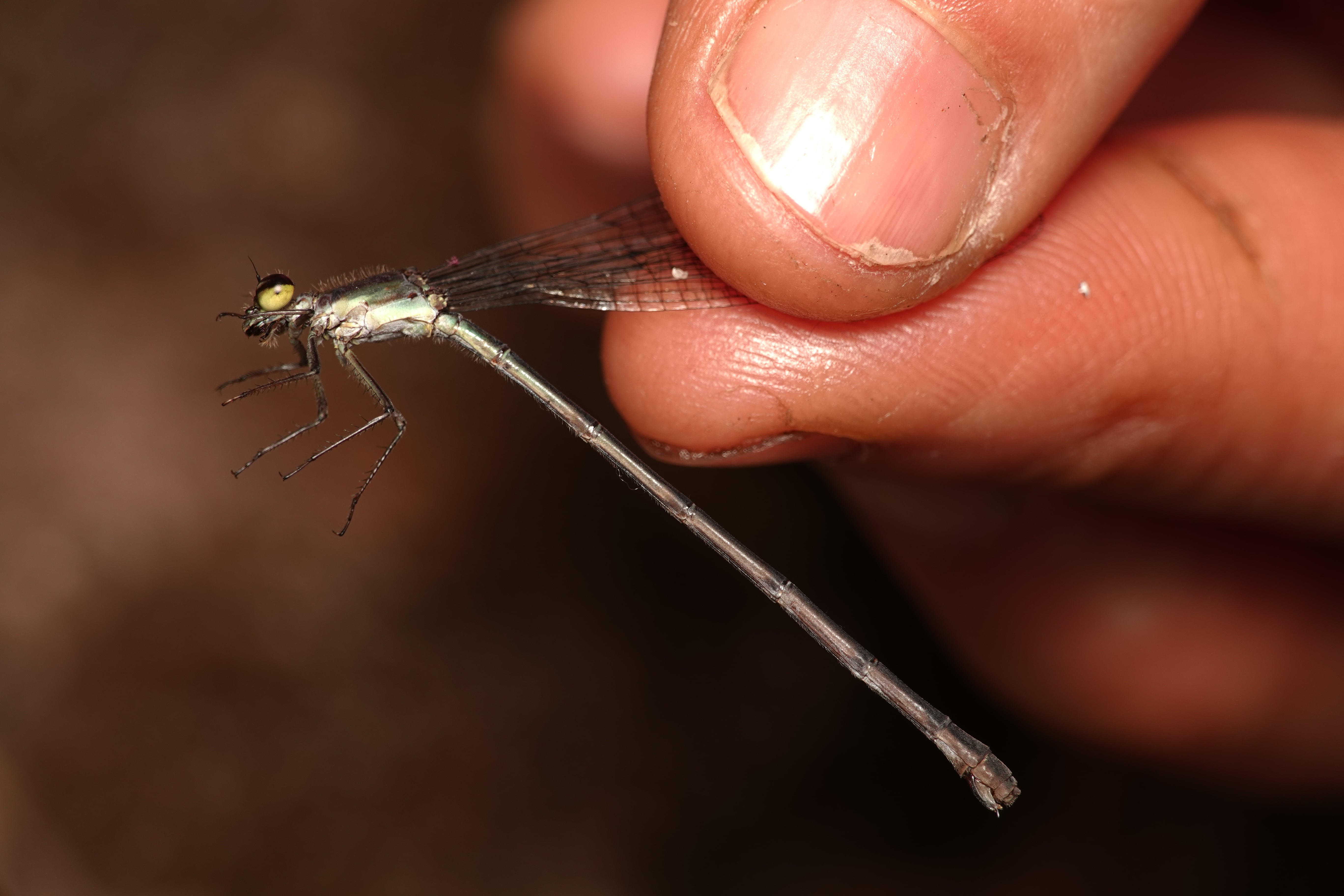 Mesamphiagrion rosseri. La Honda.