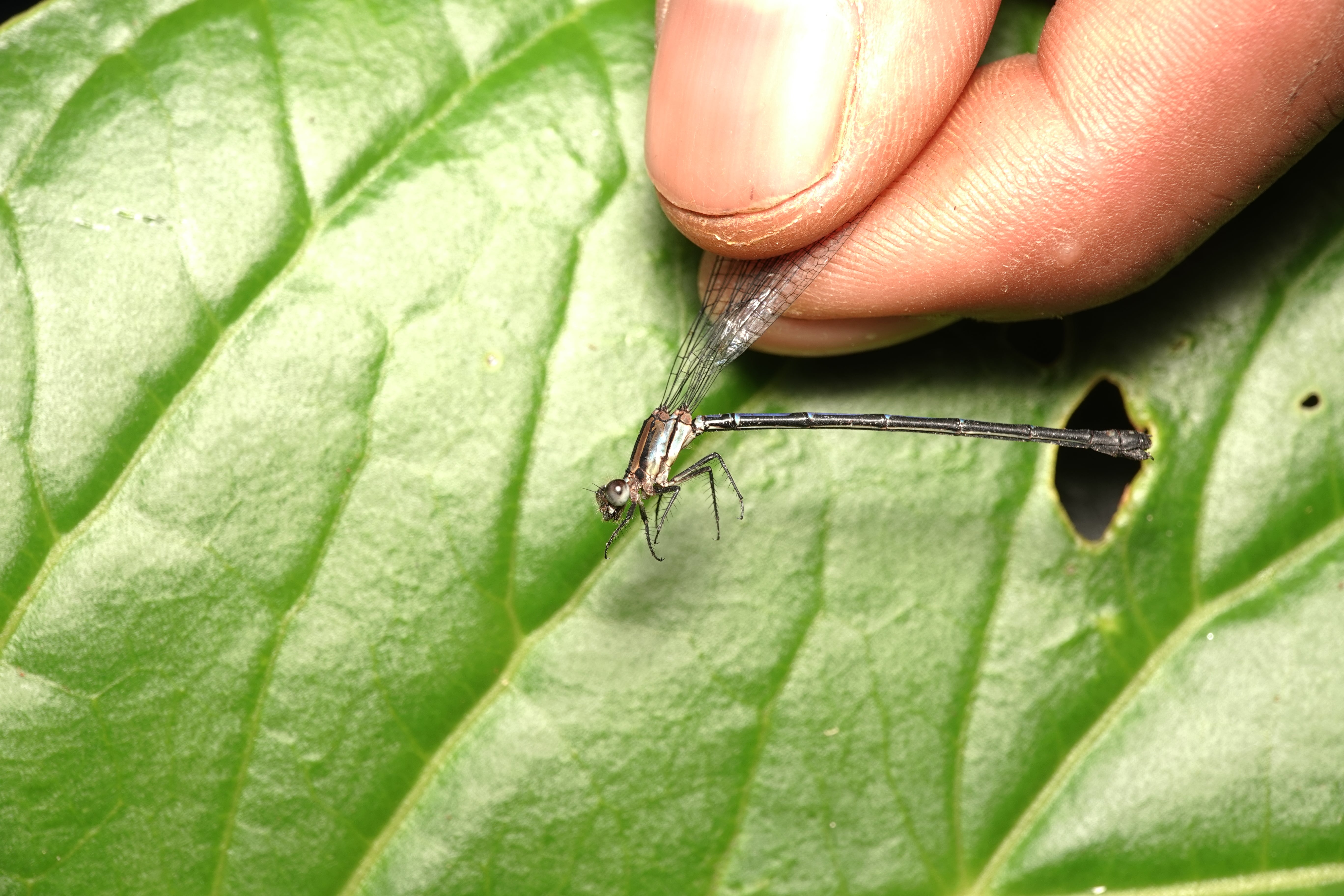 Mesamphiagrion rosseri. La Honda.