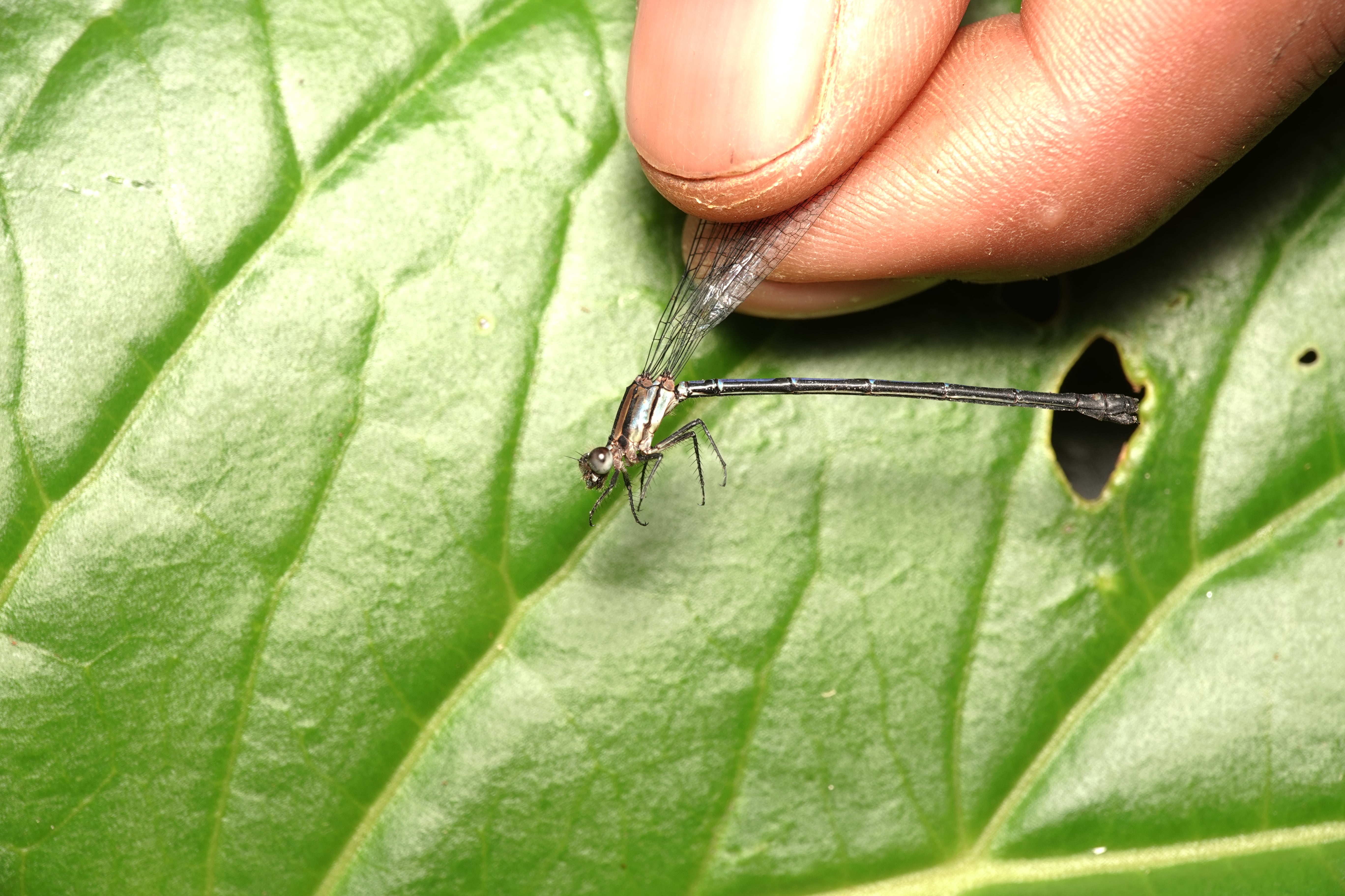 Mesamphiagrion rosseri. La Honda.