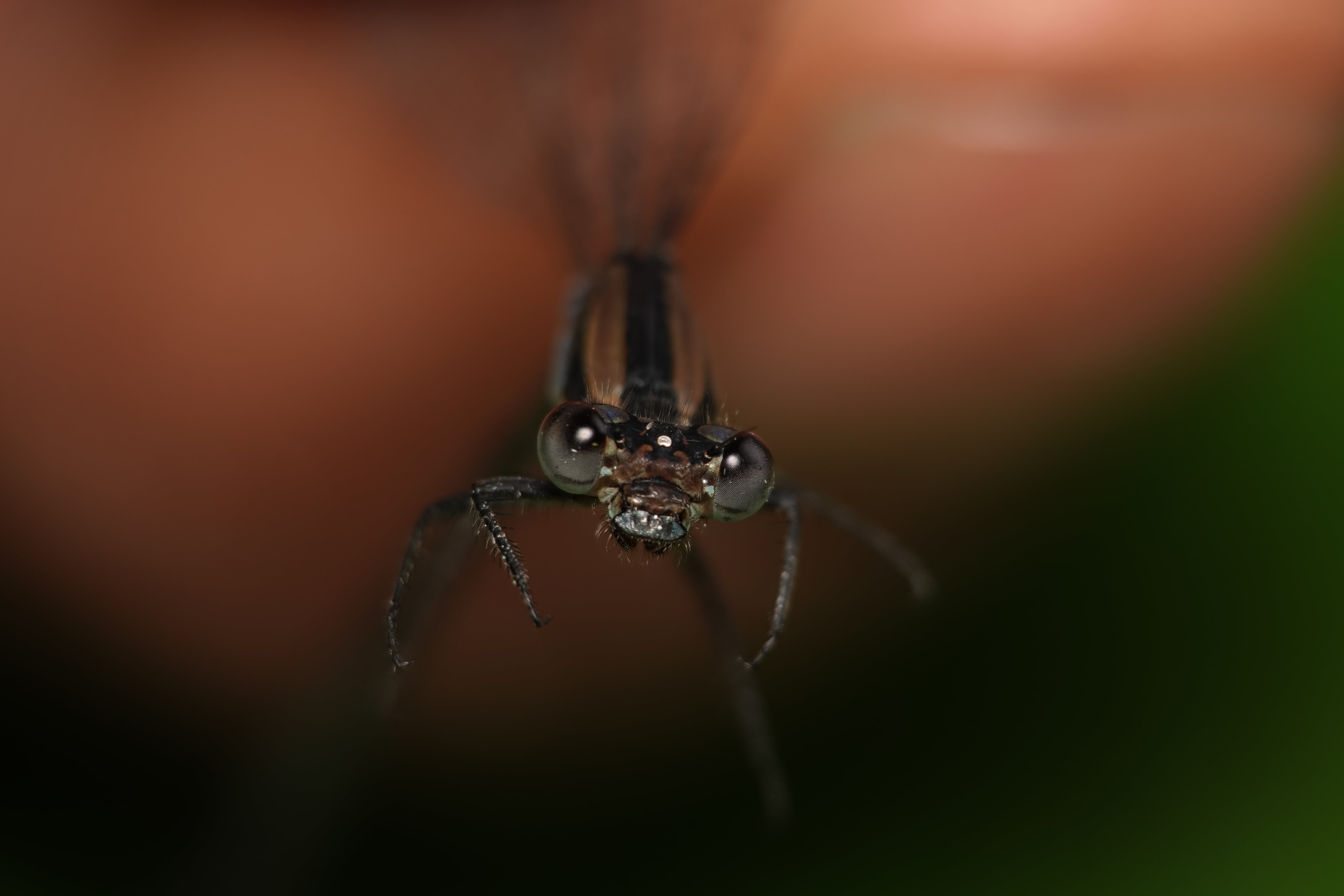 Mesamphiagrion rosseri. La Honda.
