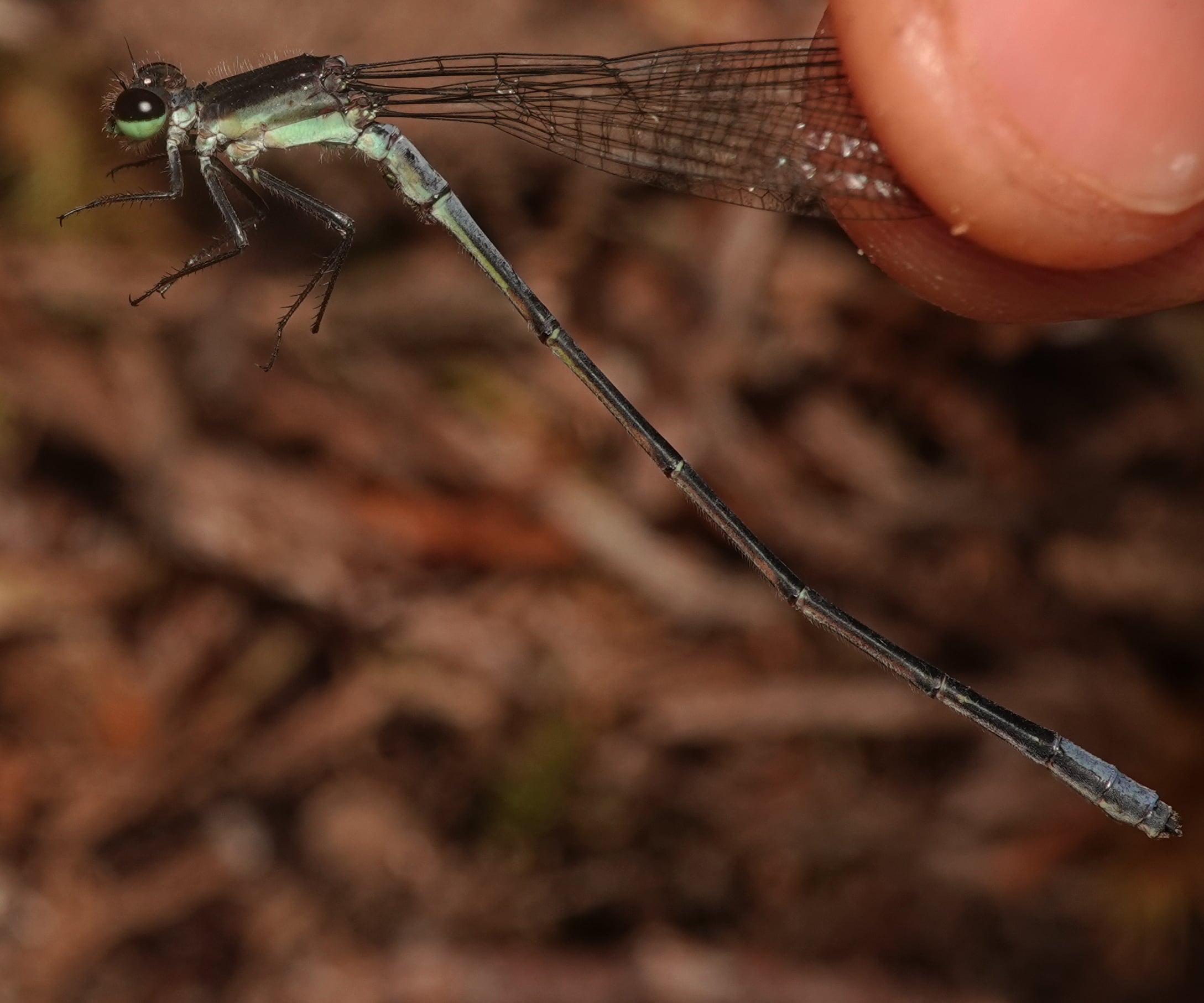 Odonata — Dragonflies and damselflies