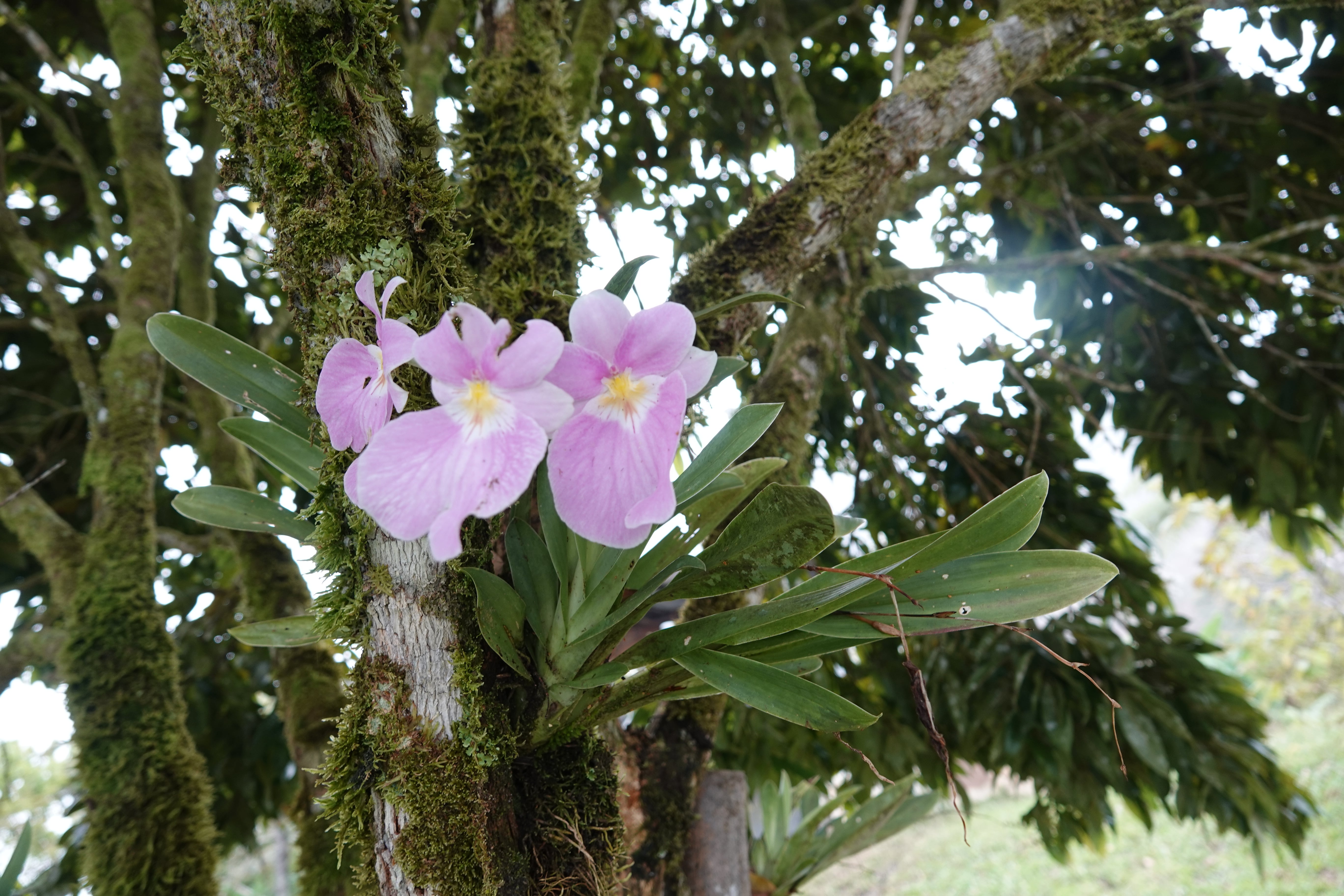 Miltoniopsis vexillaria