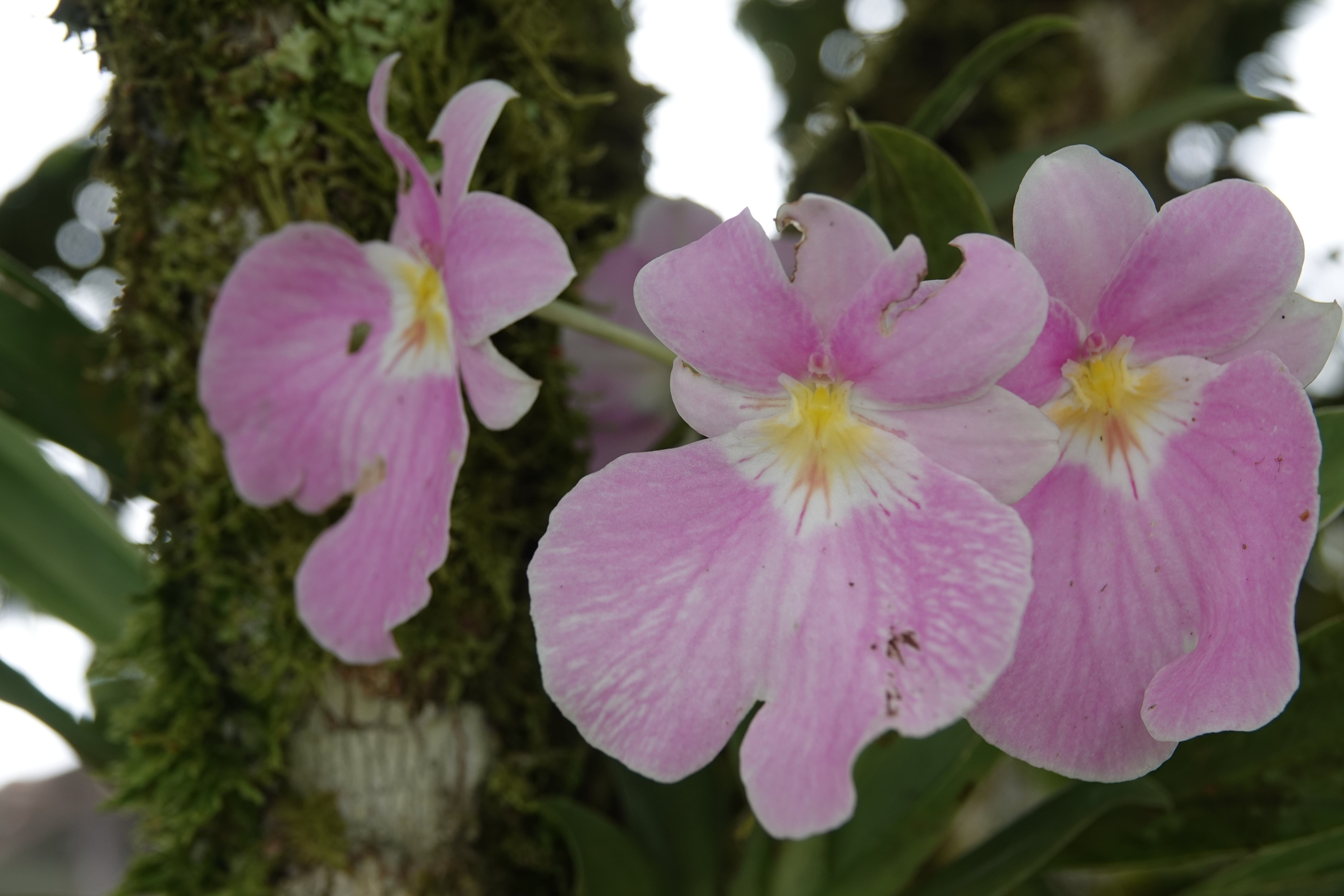 *Miltoniopsis vexillaria*. La Honda.