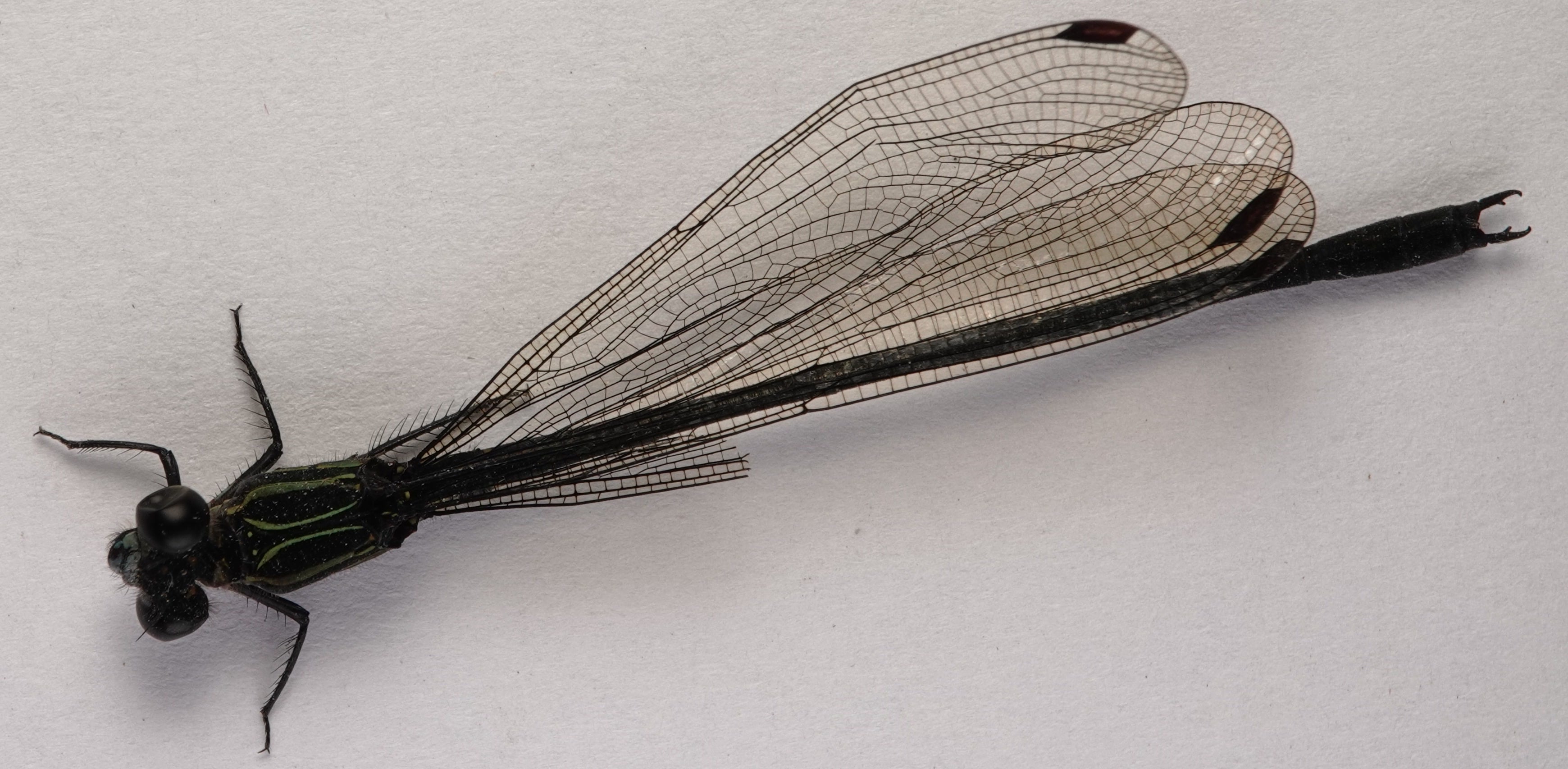 *Miocora lugubris*, specimen. La Honda.