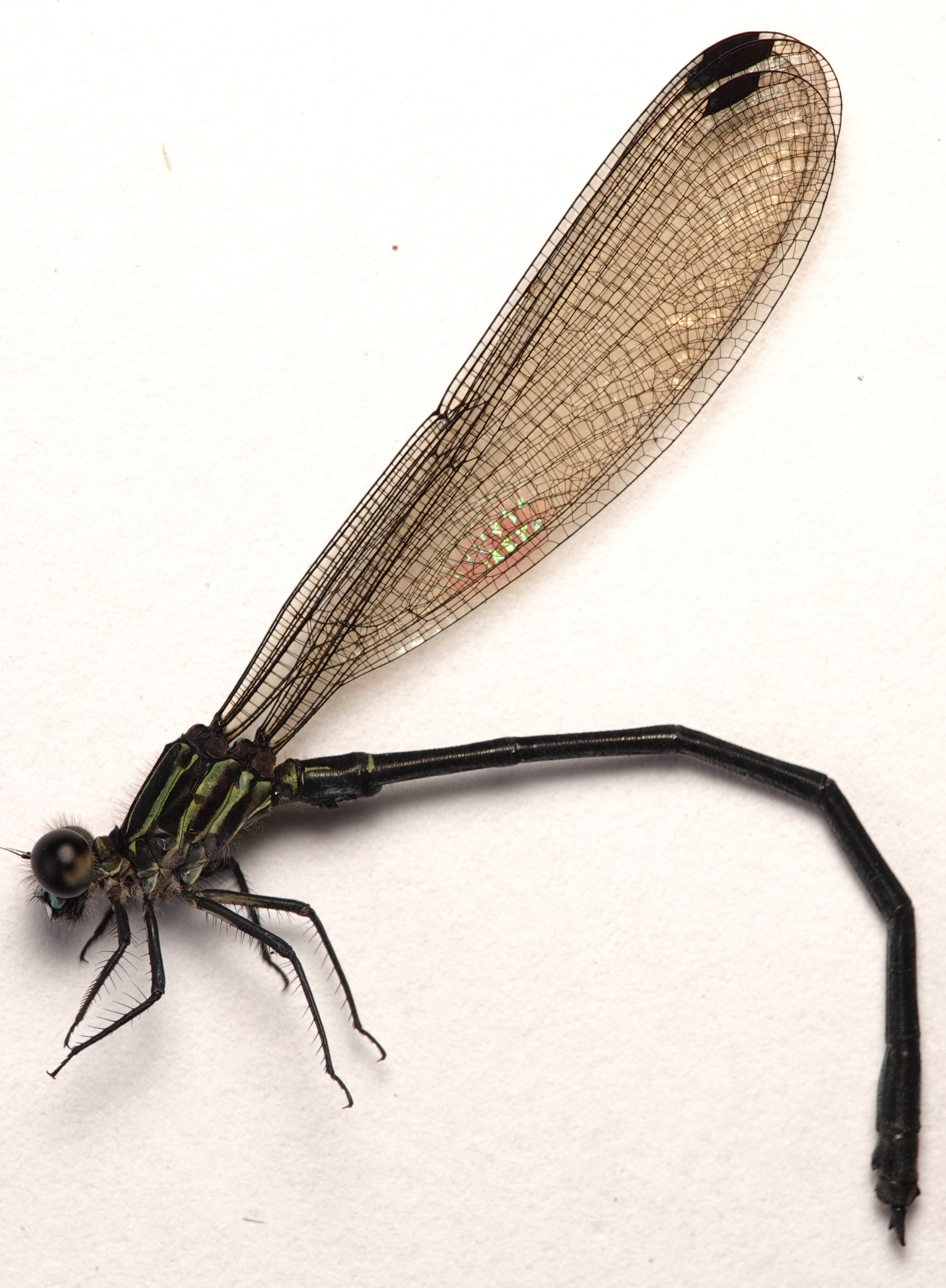 *Miocora lugubris*, specimen. La Honda.