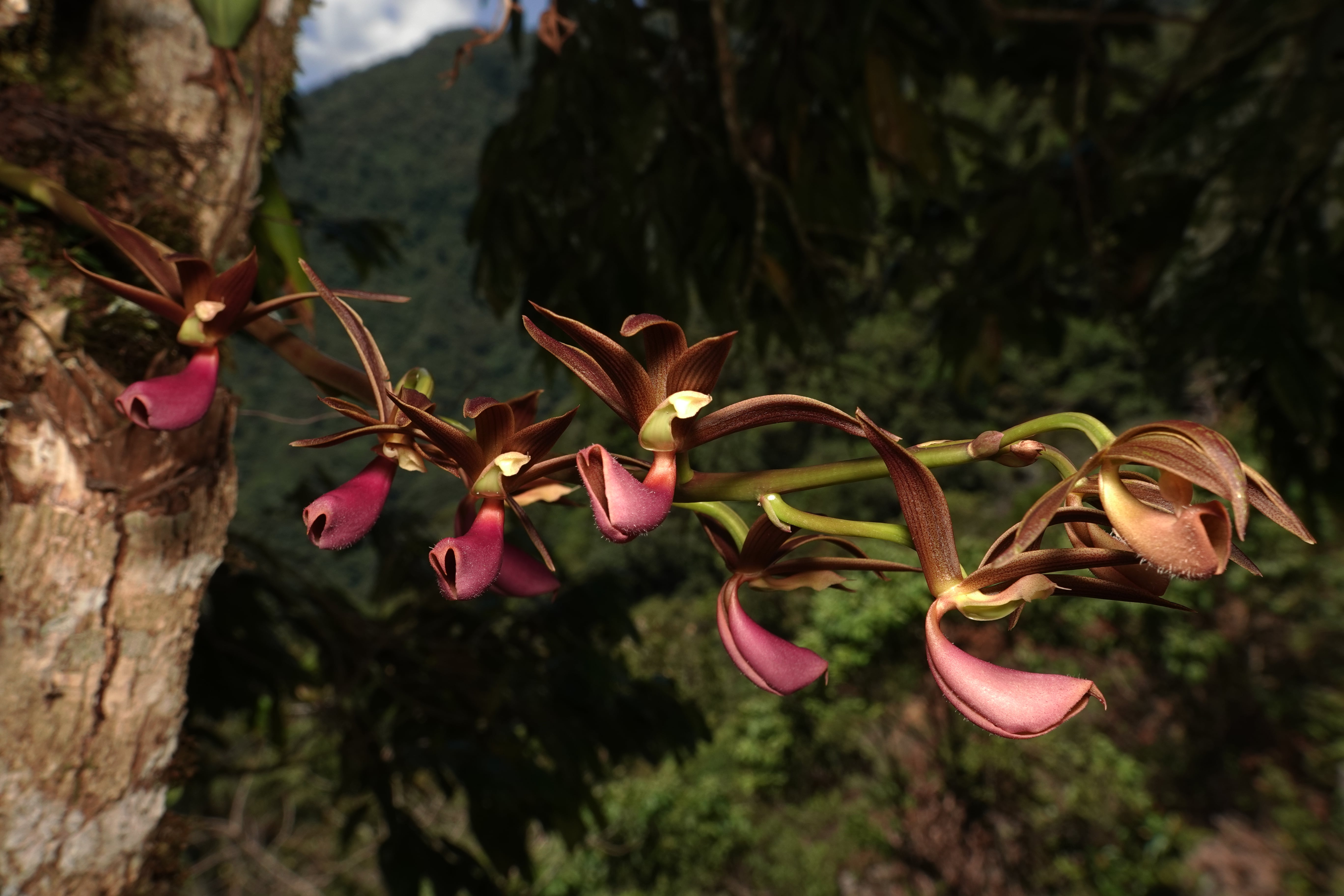 Mormodes sp. La Honda.