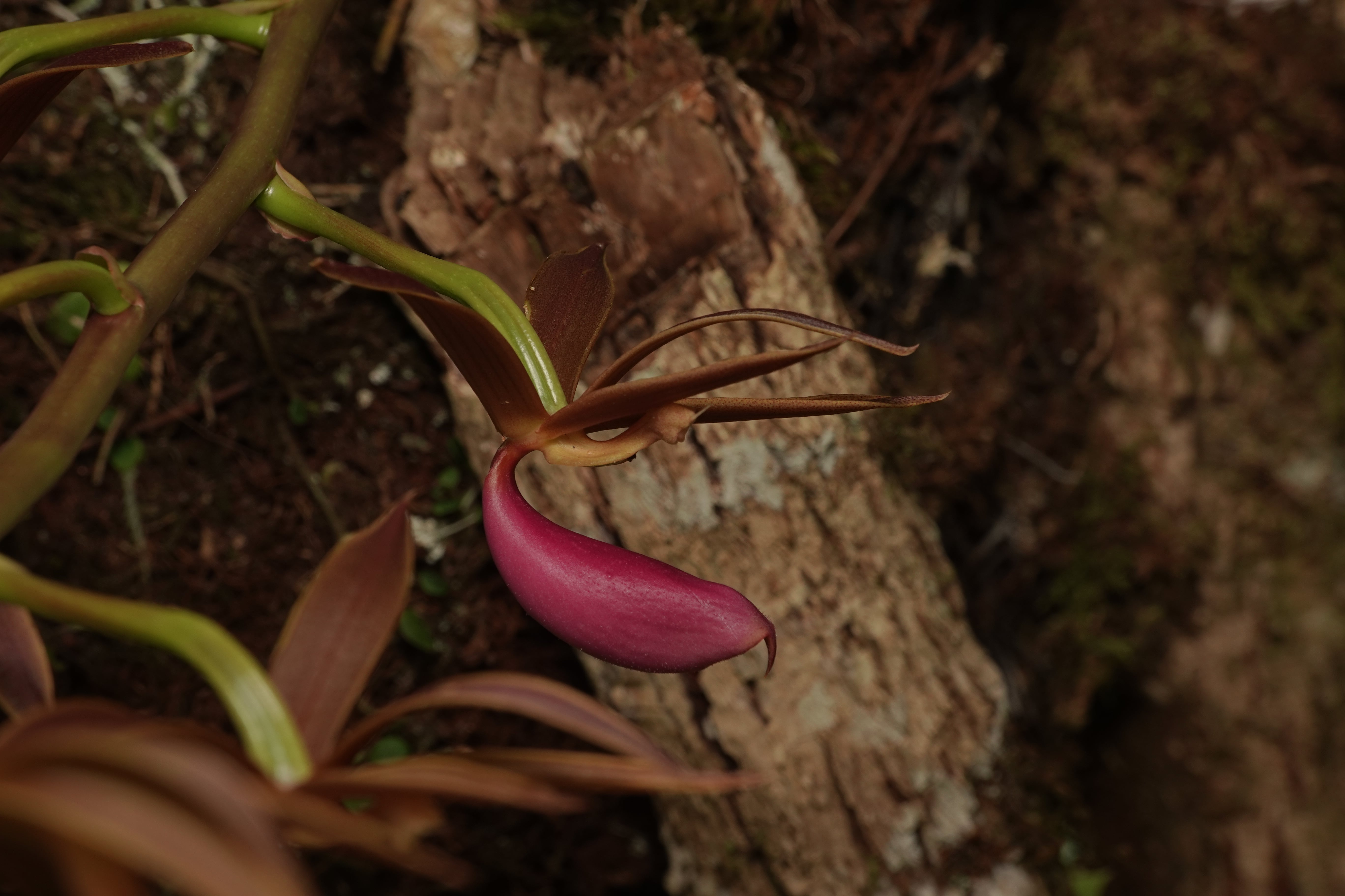 Mormodes sp