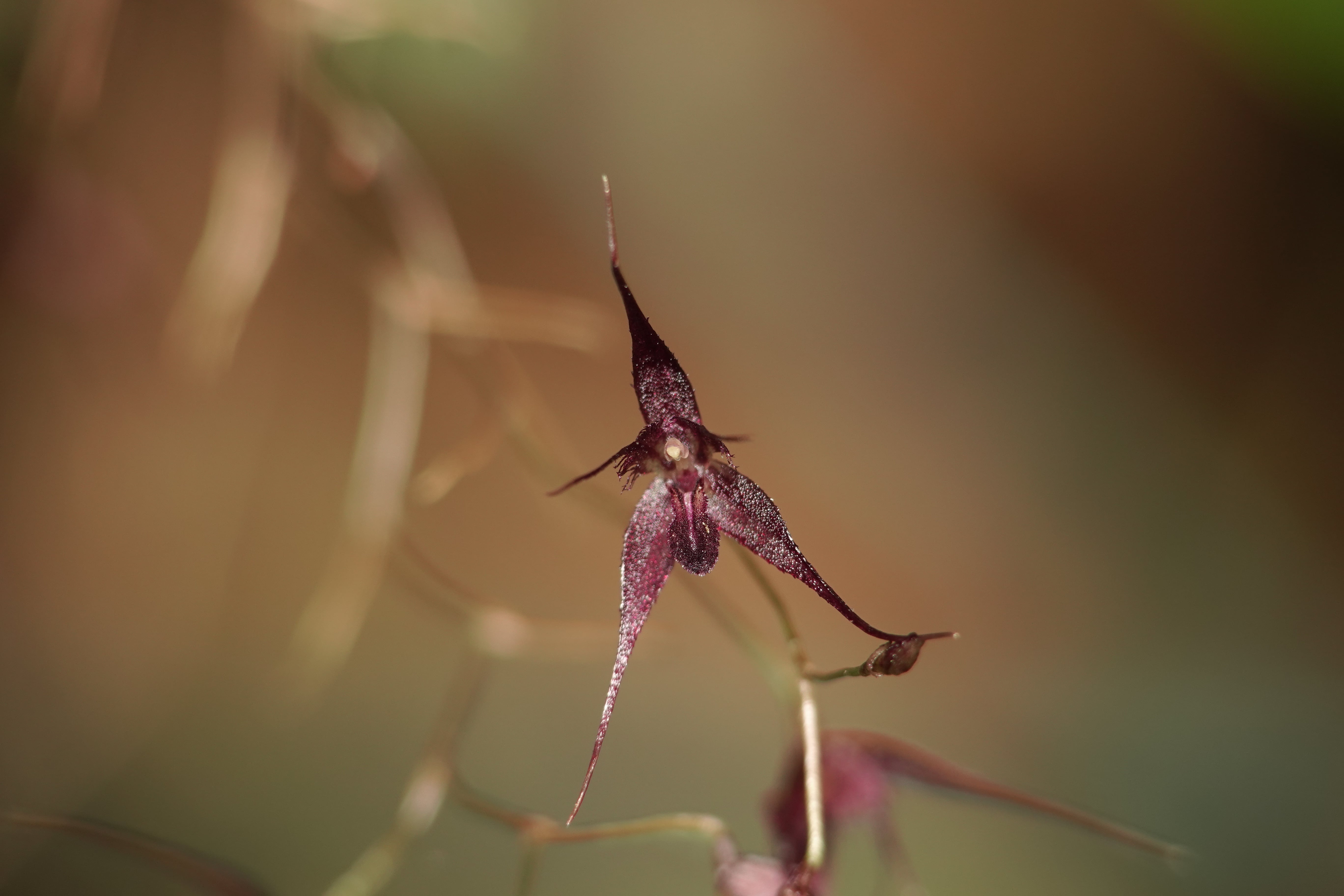 Muscarella sp 1